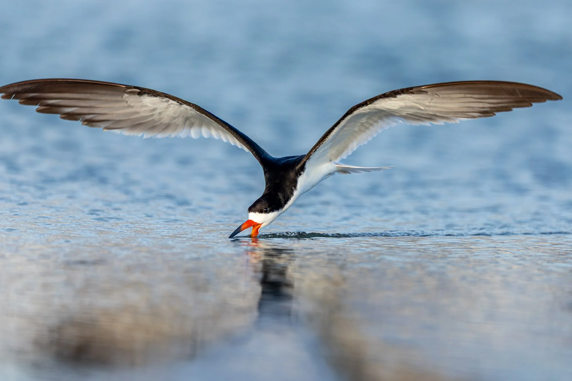 A Black Skimmer bird with fully extended wings flies low over calm blue water, dipping its bright orange and black lower mandible into the surface to hunt during nesting season in Sarasota.