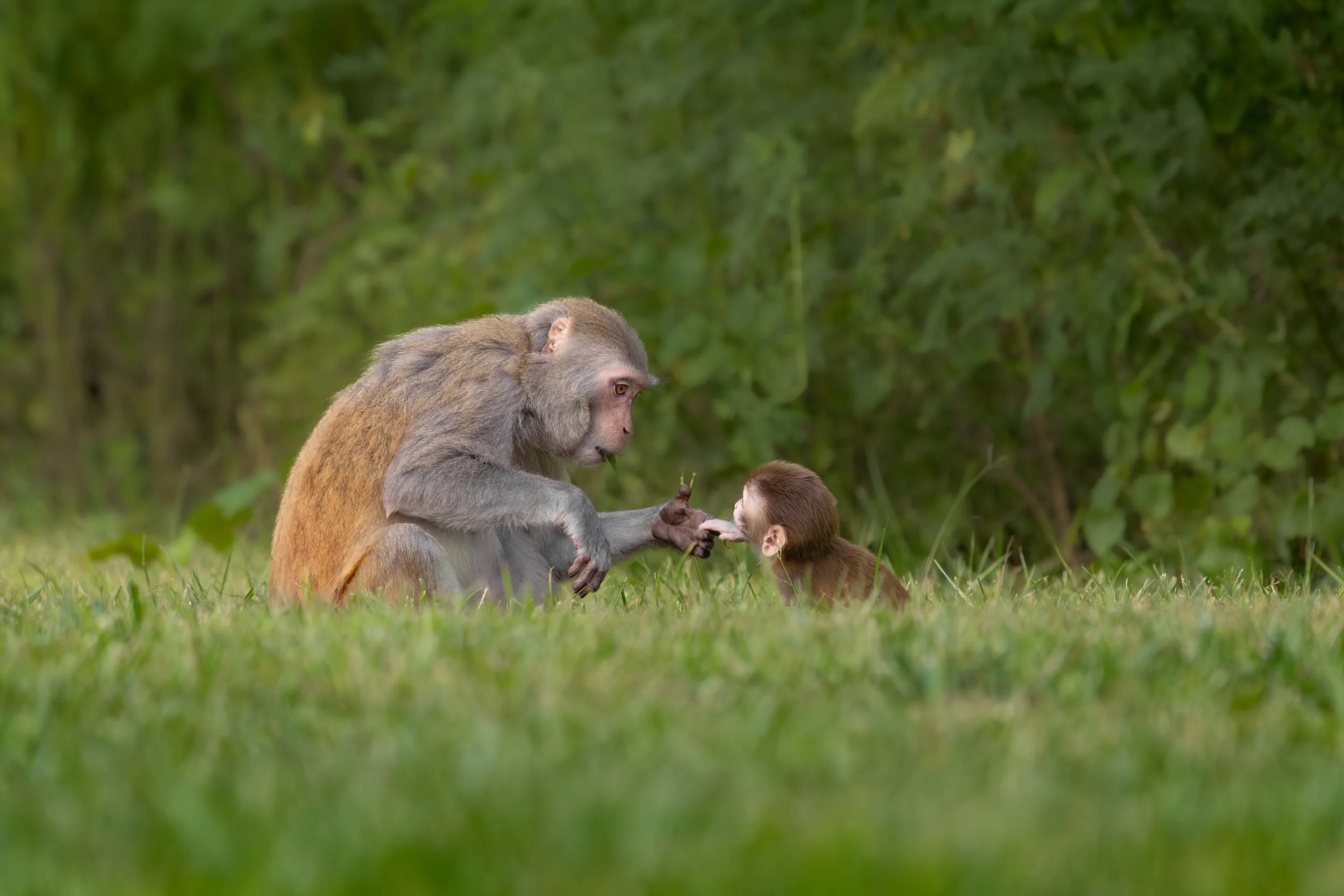 rhesus-macaque-monkey-grooming-young-offspring-Florida.jpg