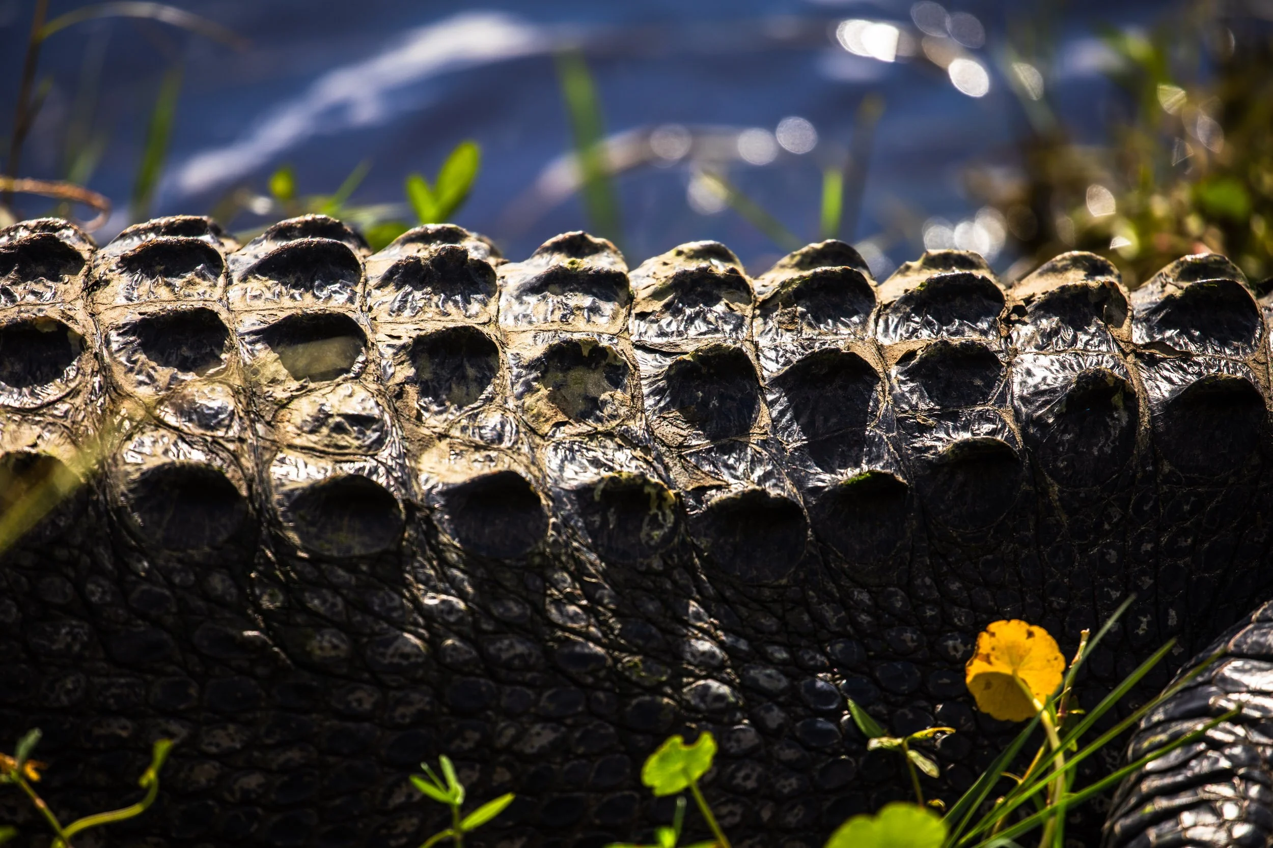 alligator-scutes-back-scales-water-detail.jpg