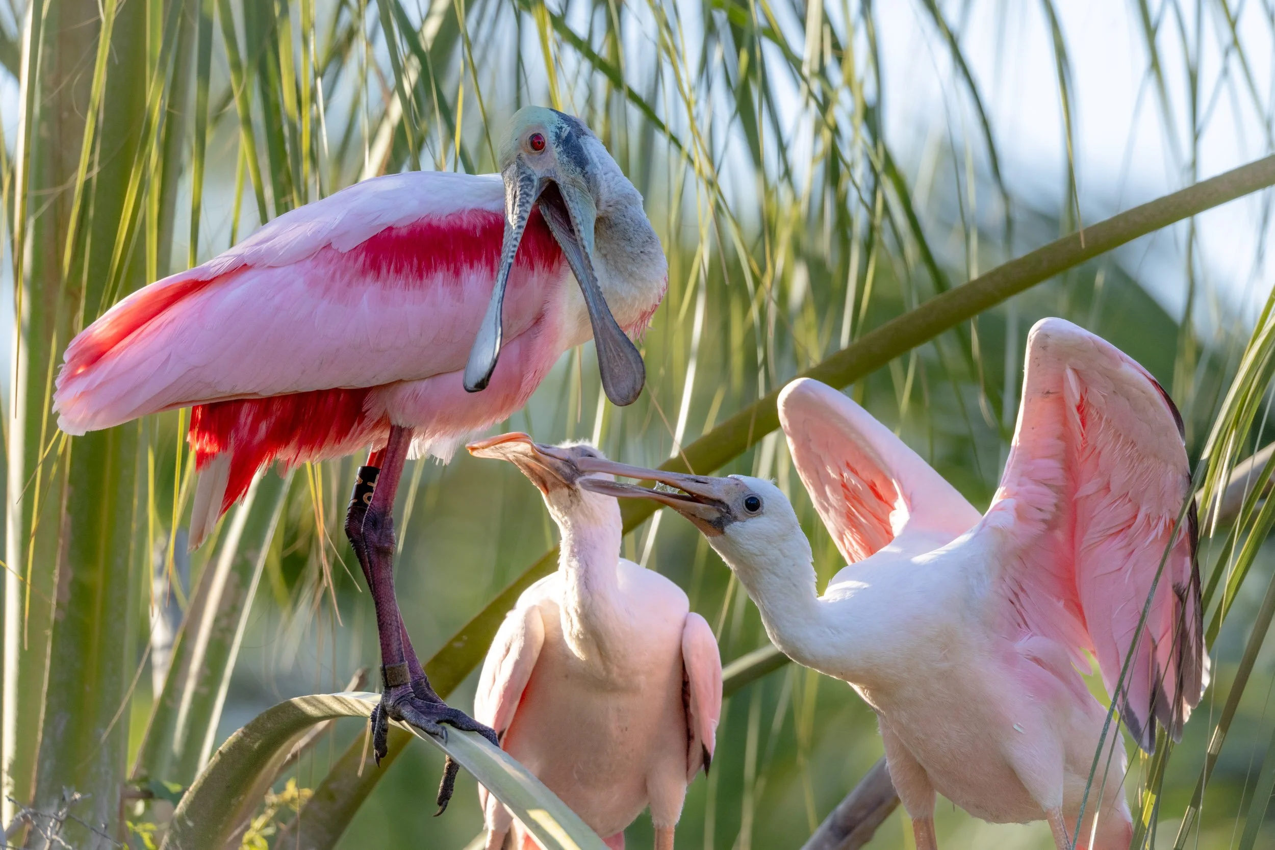 roseate-spoonbills-rookery-florida-wetlands.jpg