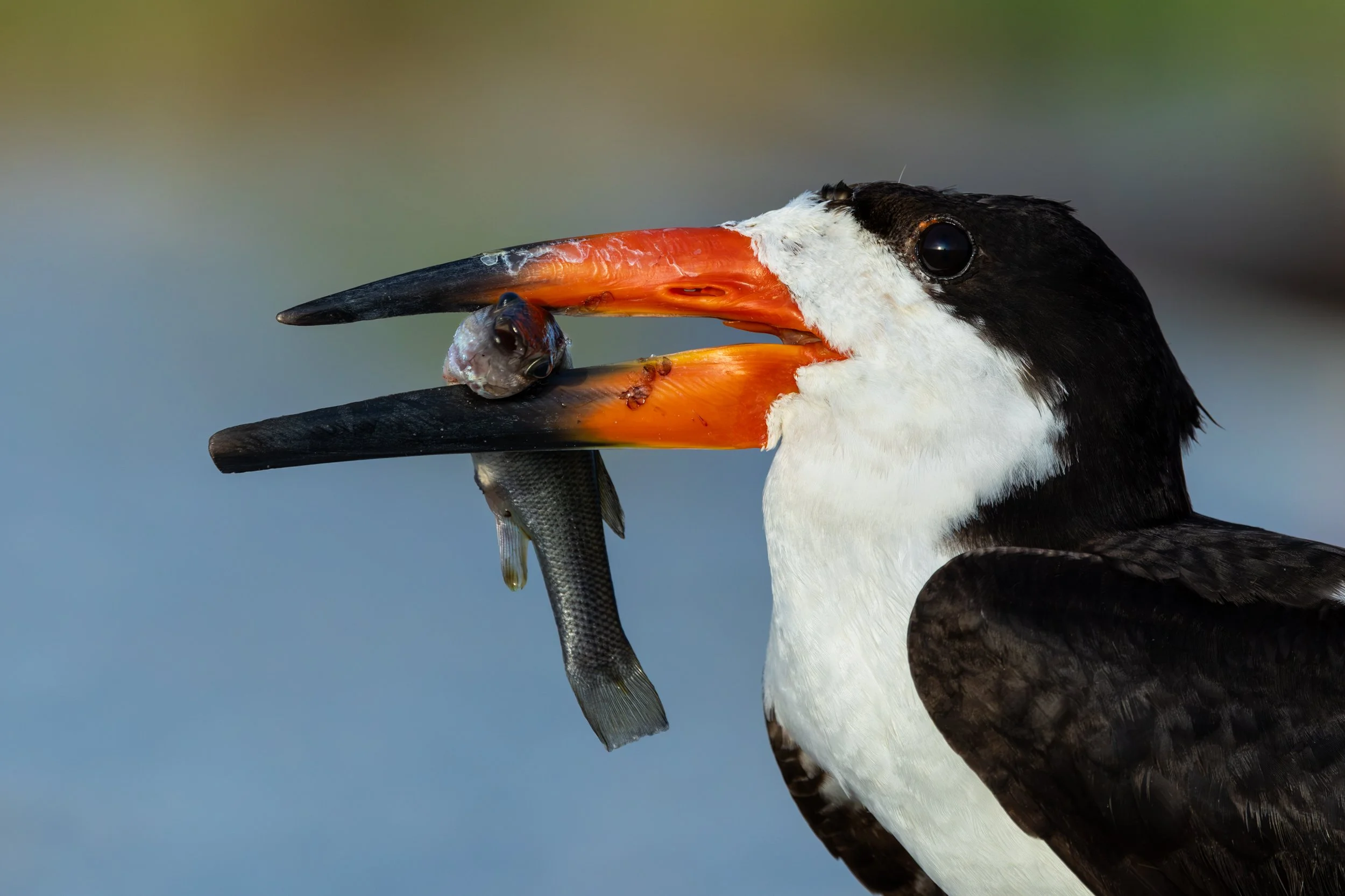 A close-up profile of an adult Black Skimmer holding a small fish firmly in its unique bill.