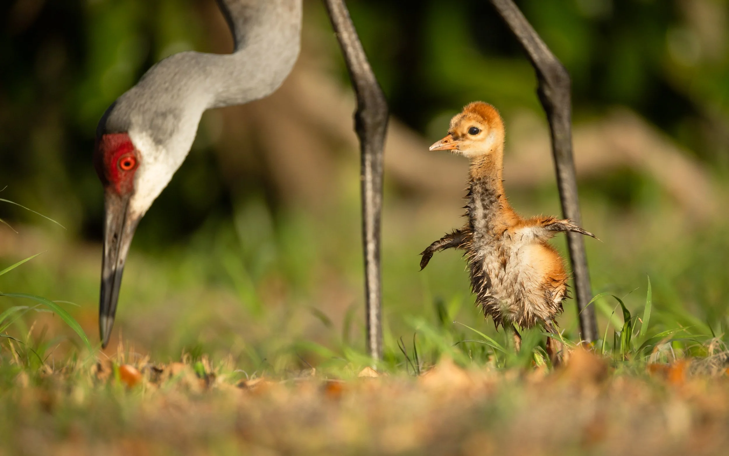 A Sandhill Crane bird standing on grass with a baby crane chick standing nearby with its wings stretched out, both surrounded by blurred greenery.
