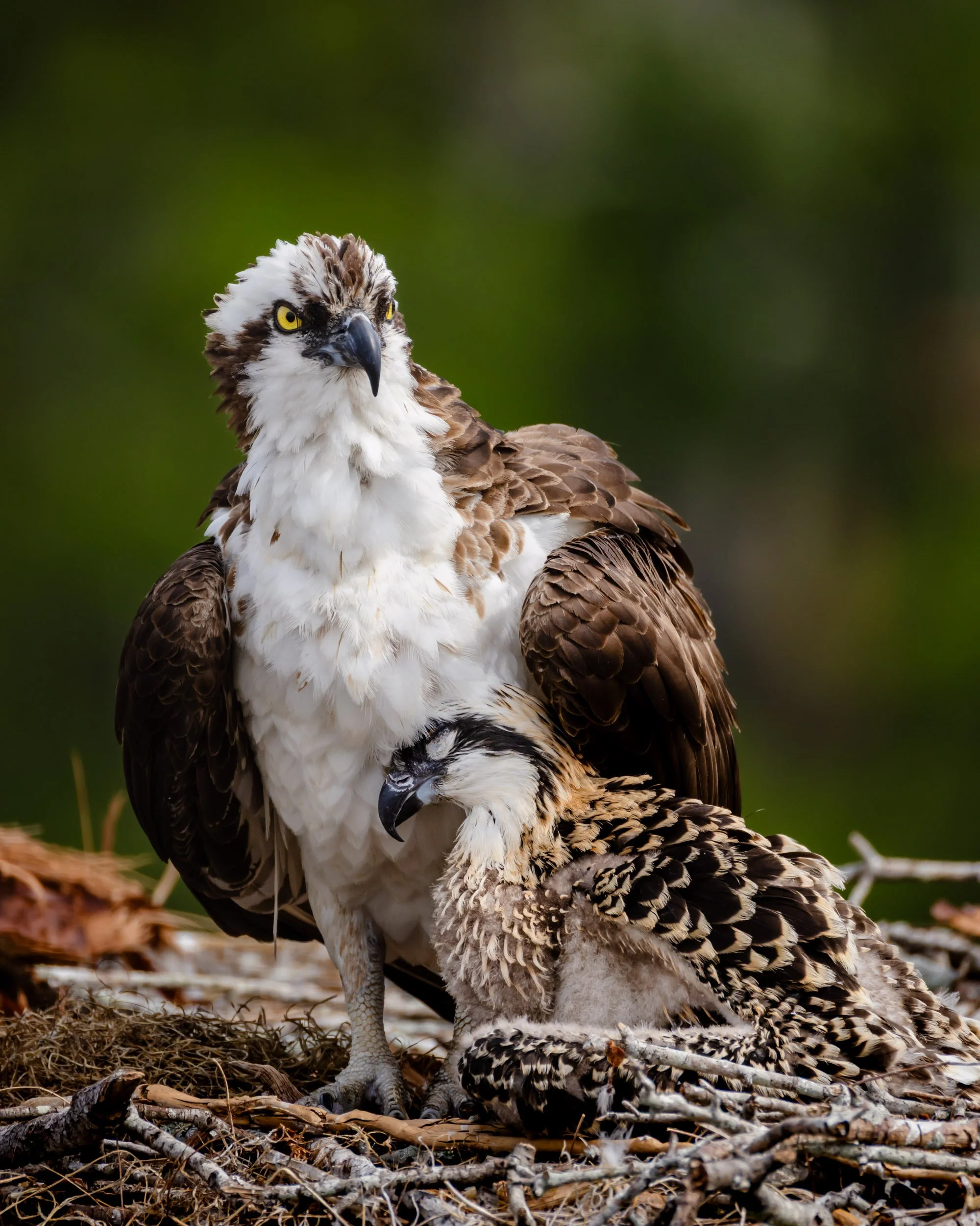 Talons on the Water