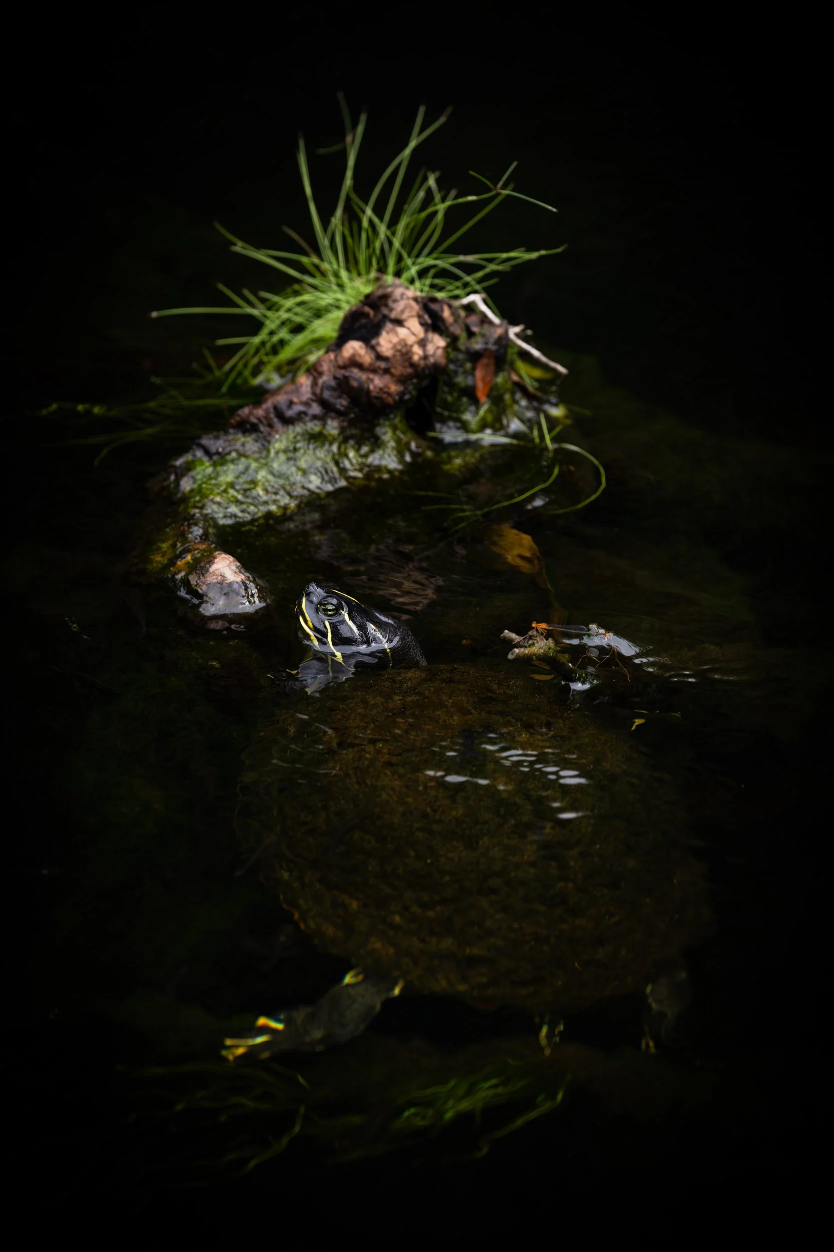 turtle-log-dark-water-florida-swamp.jpg