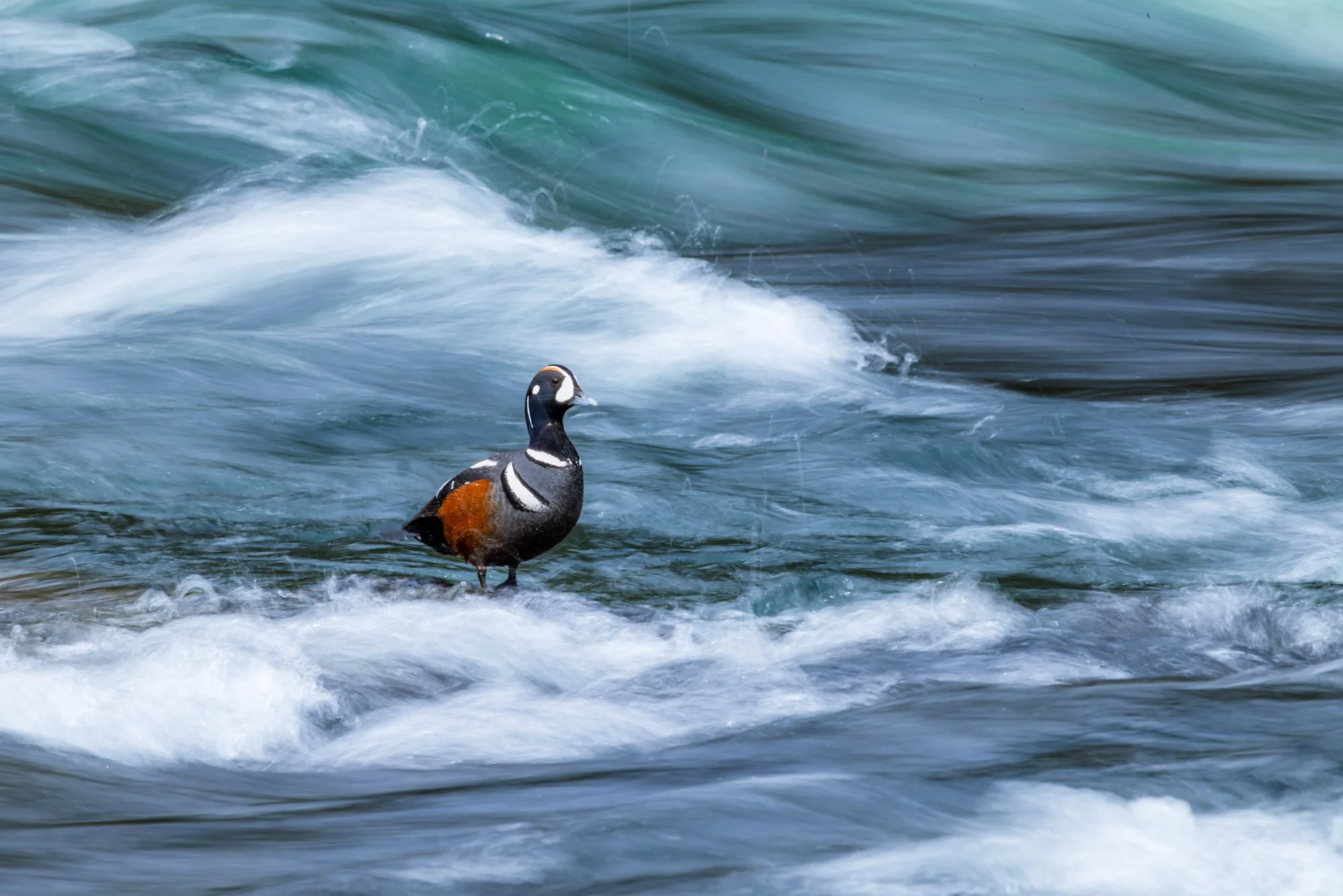 A side profile shot of a colorful male Harlequin Duck standing on a rock amidst the powerful, swirling white water and fast-moving teal currents of LeHardy Rapids in Yellowstone National Park.