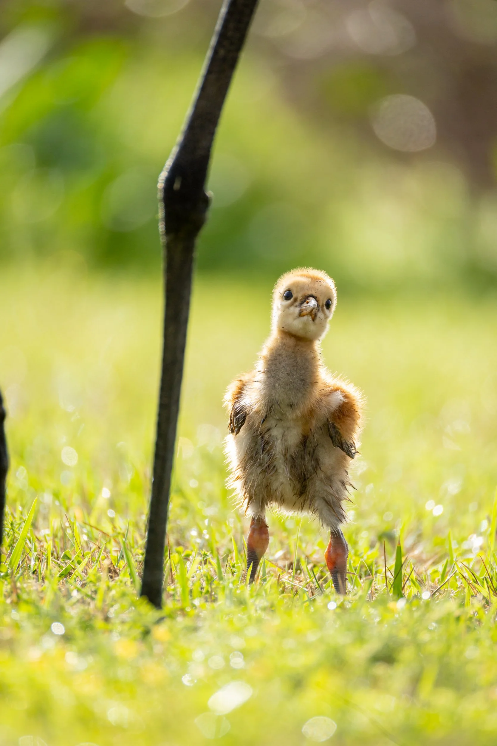 sandhill-crane-colt-standing-tall-florida.jpg