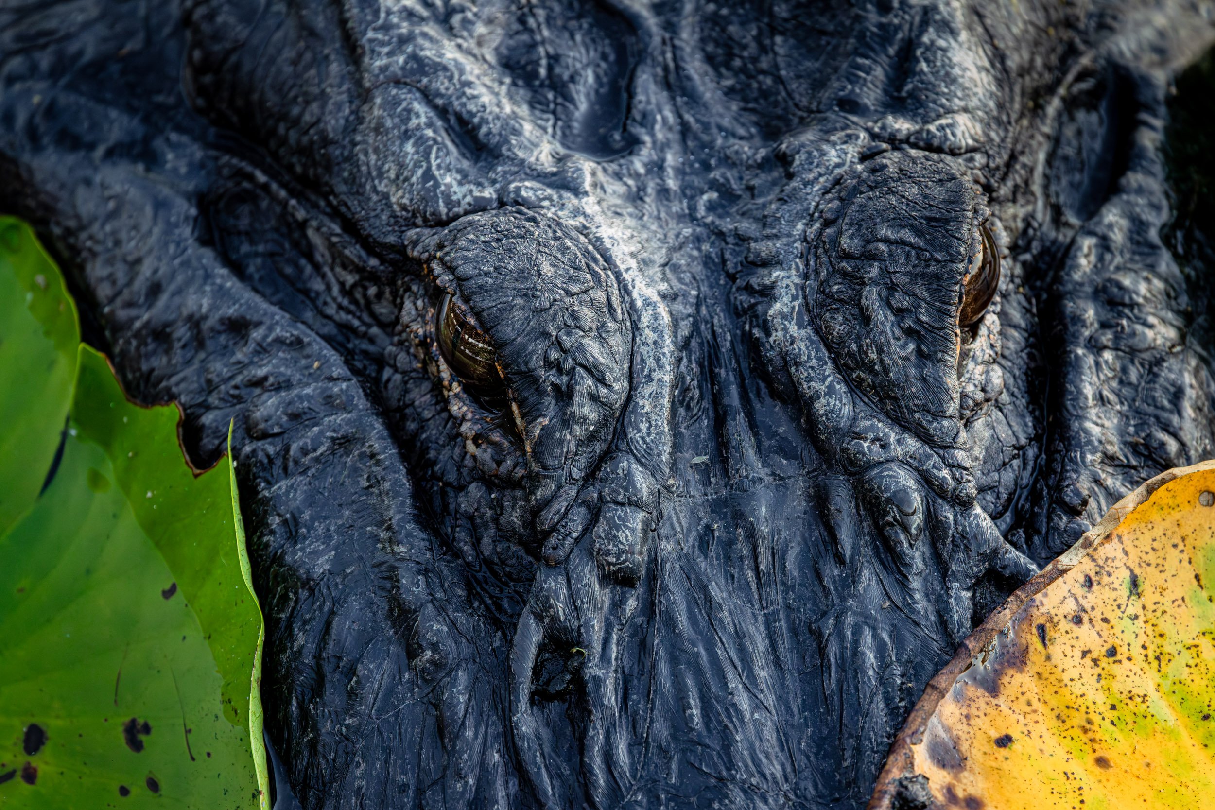 american-alligator-eyes-close-up-texture-lily.jpg