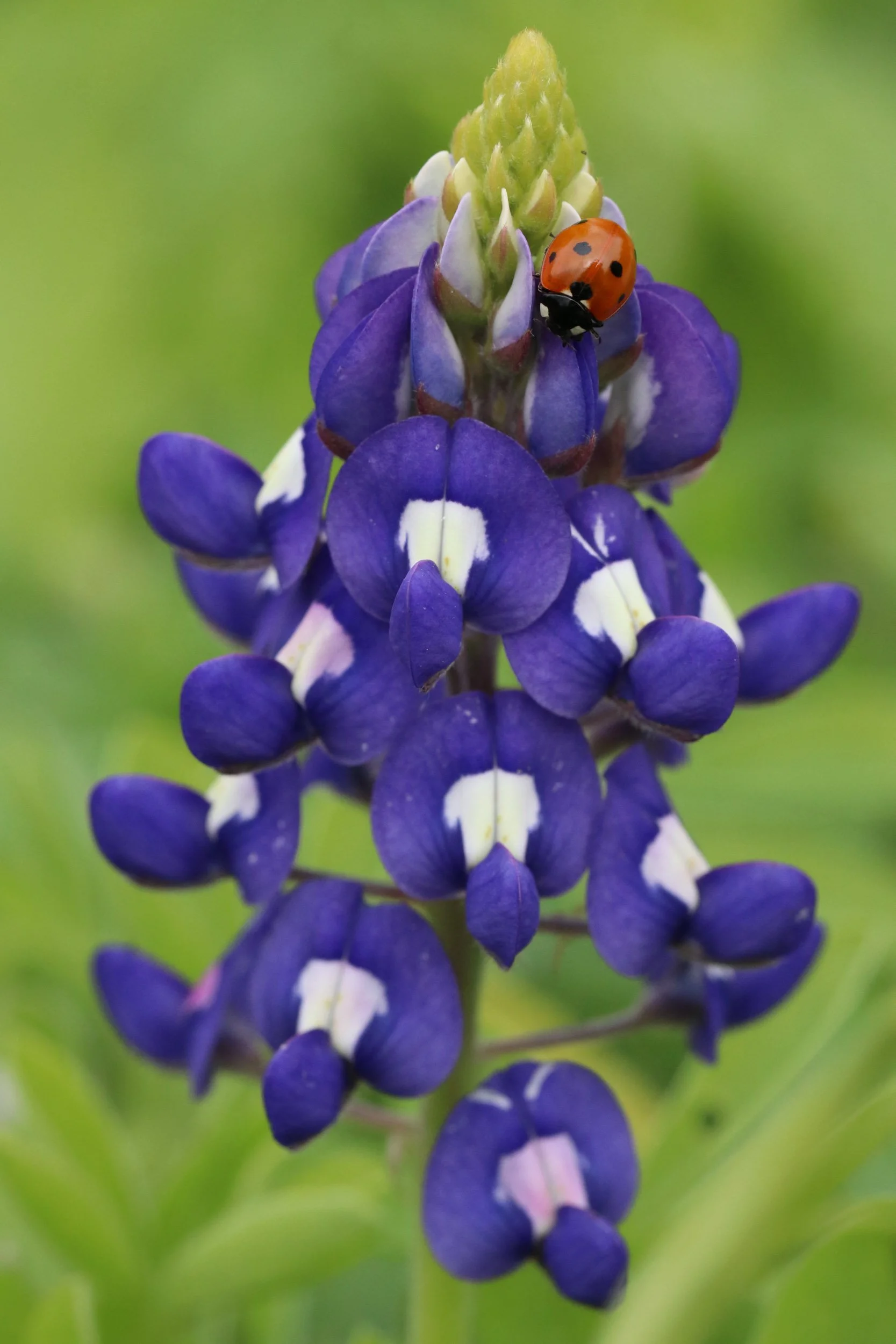 ladybug-on-bluebonnet-flower-lupine-macro-texas.jpg