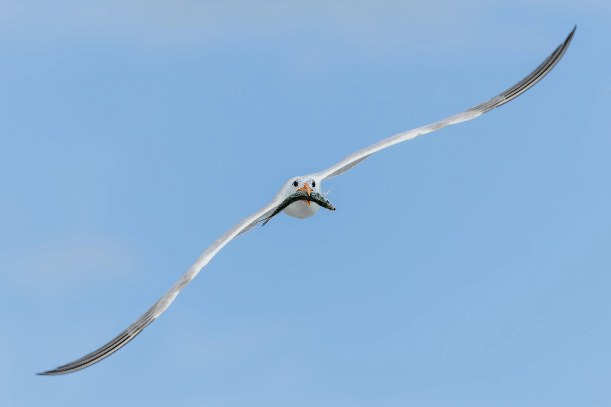 A tern soaring high directly towards the camera with a fish against a clear blue sky, viewed from a low angle on the Sarasota coast.