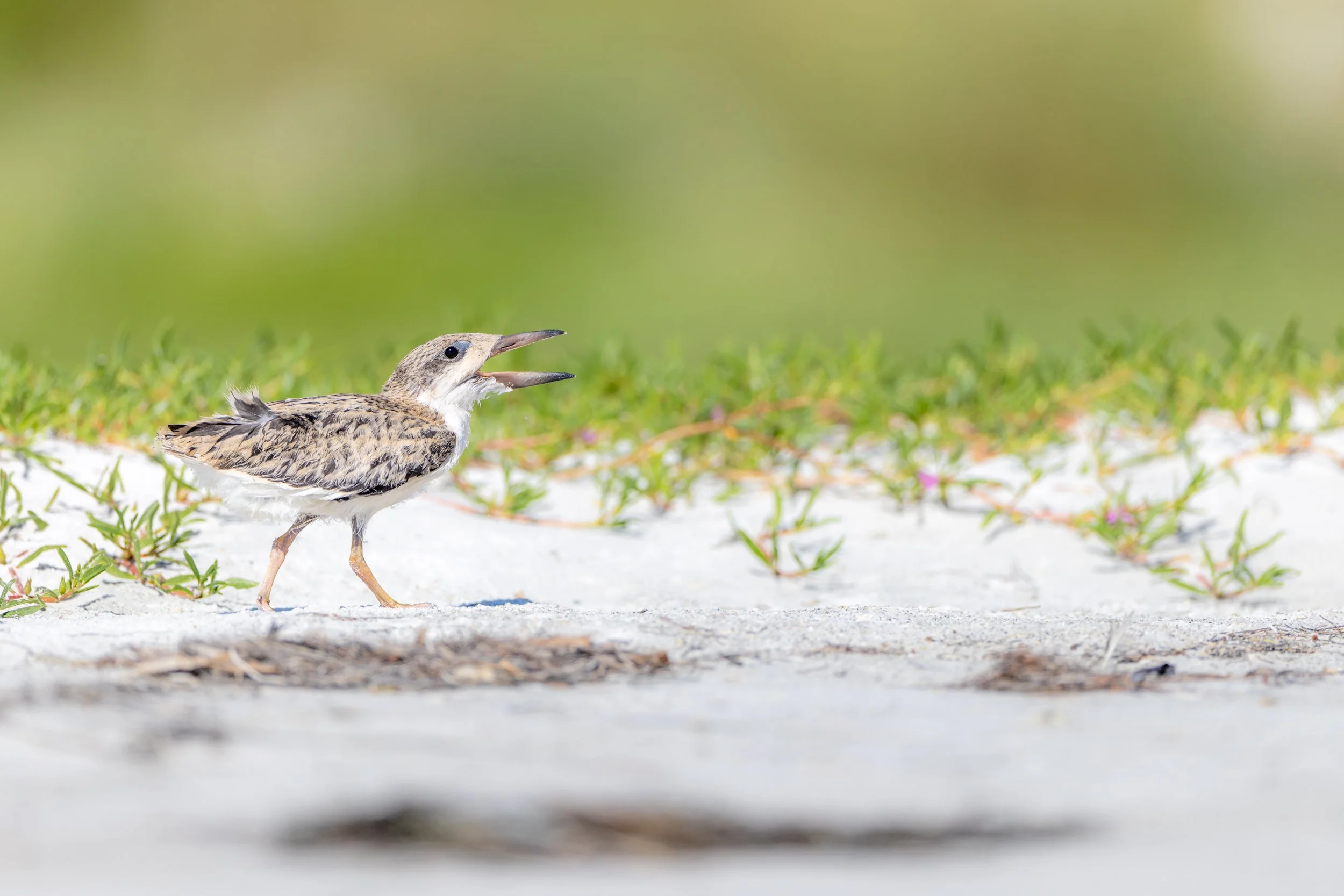 A small juvenile black skimmer walking along the sandy Sarasota shoreline near sea grass and calling to an adult.