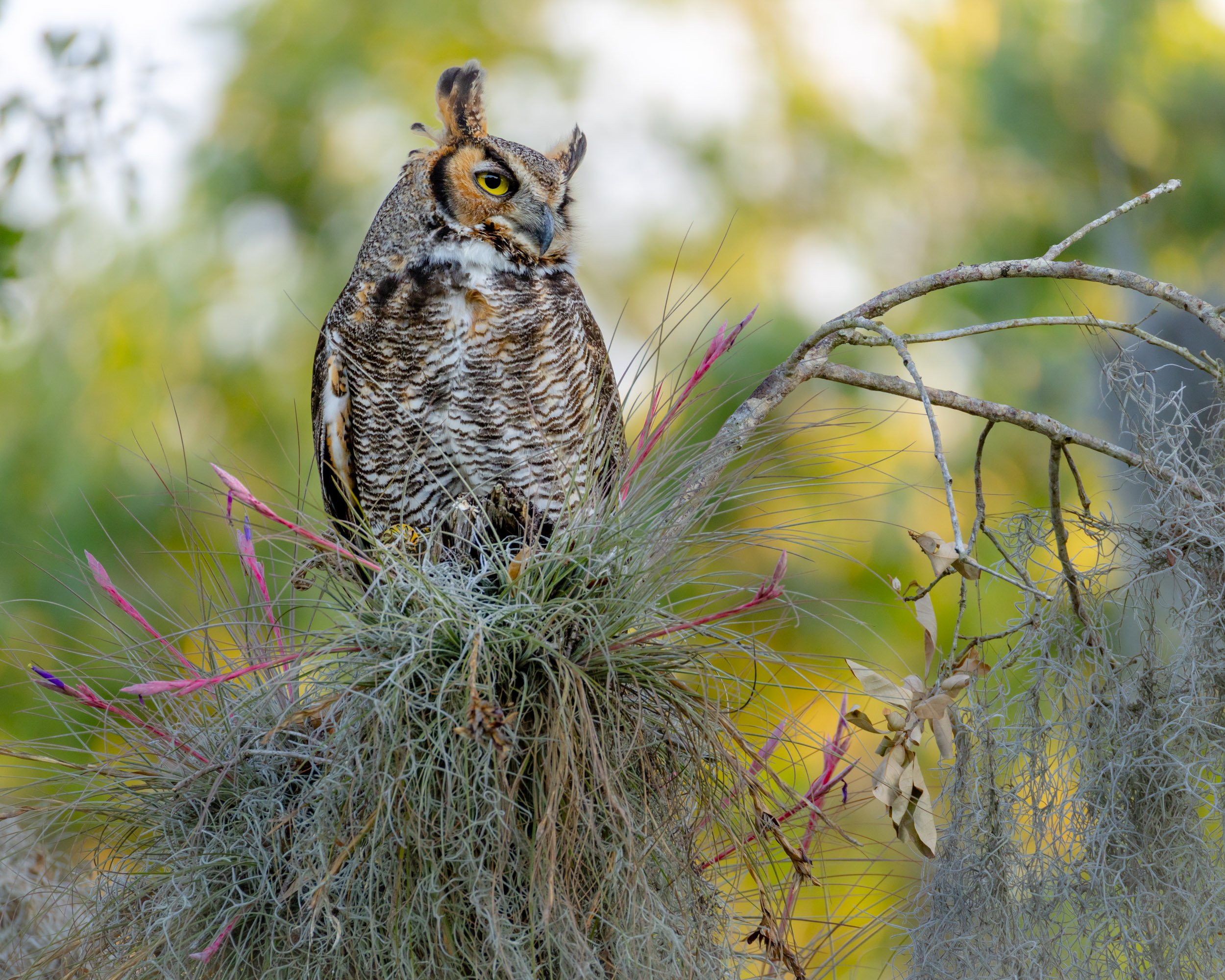 great-horned-owl-perched-bloom-tree-florida.jpg