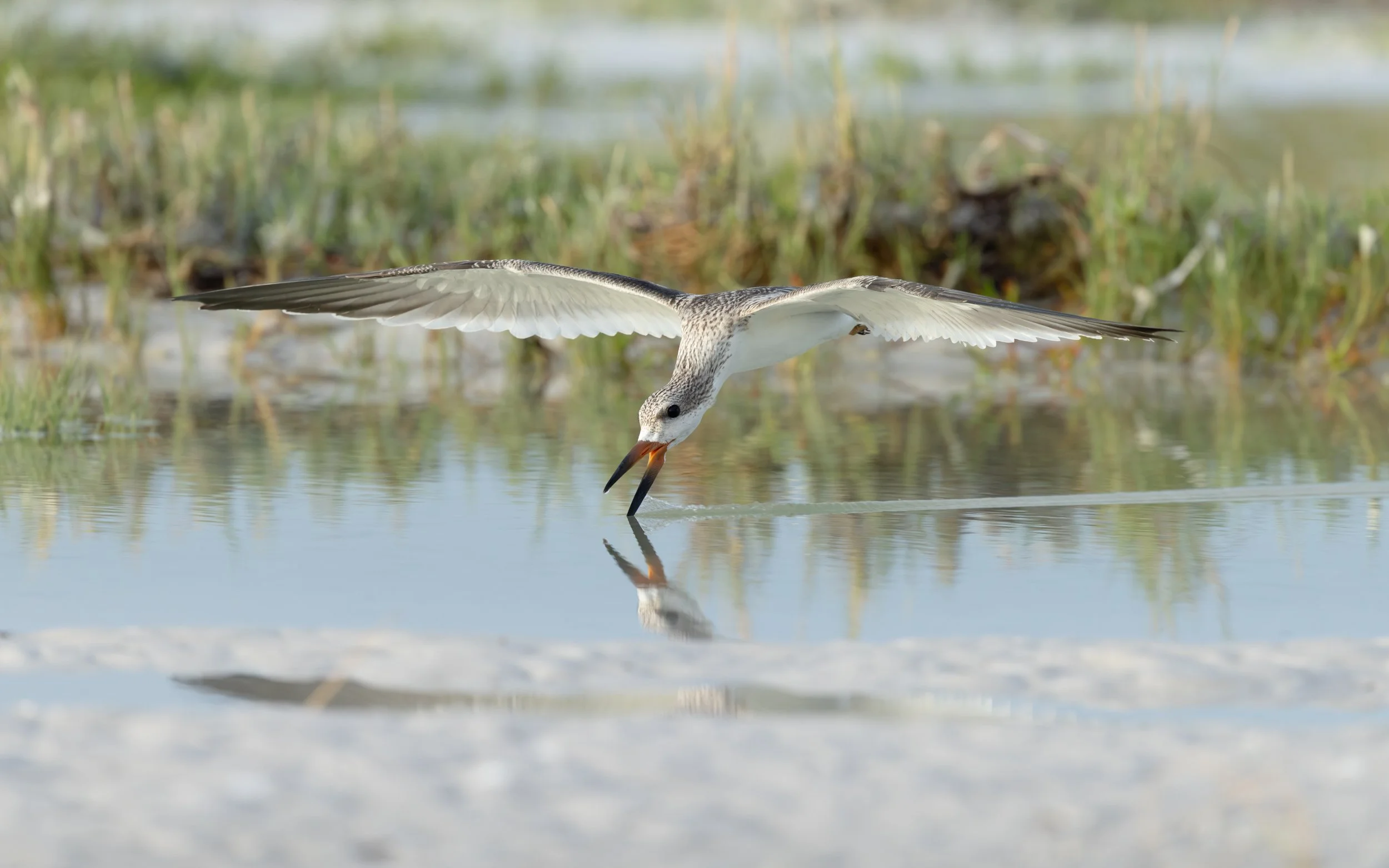 A juvenile Black Skimmer skimming a mirror-calm wetland pool, casting a clear reflection.