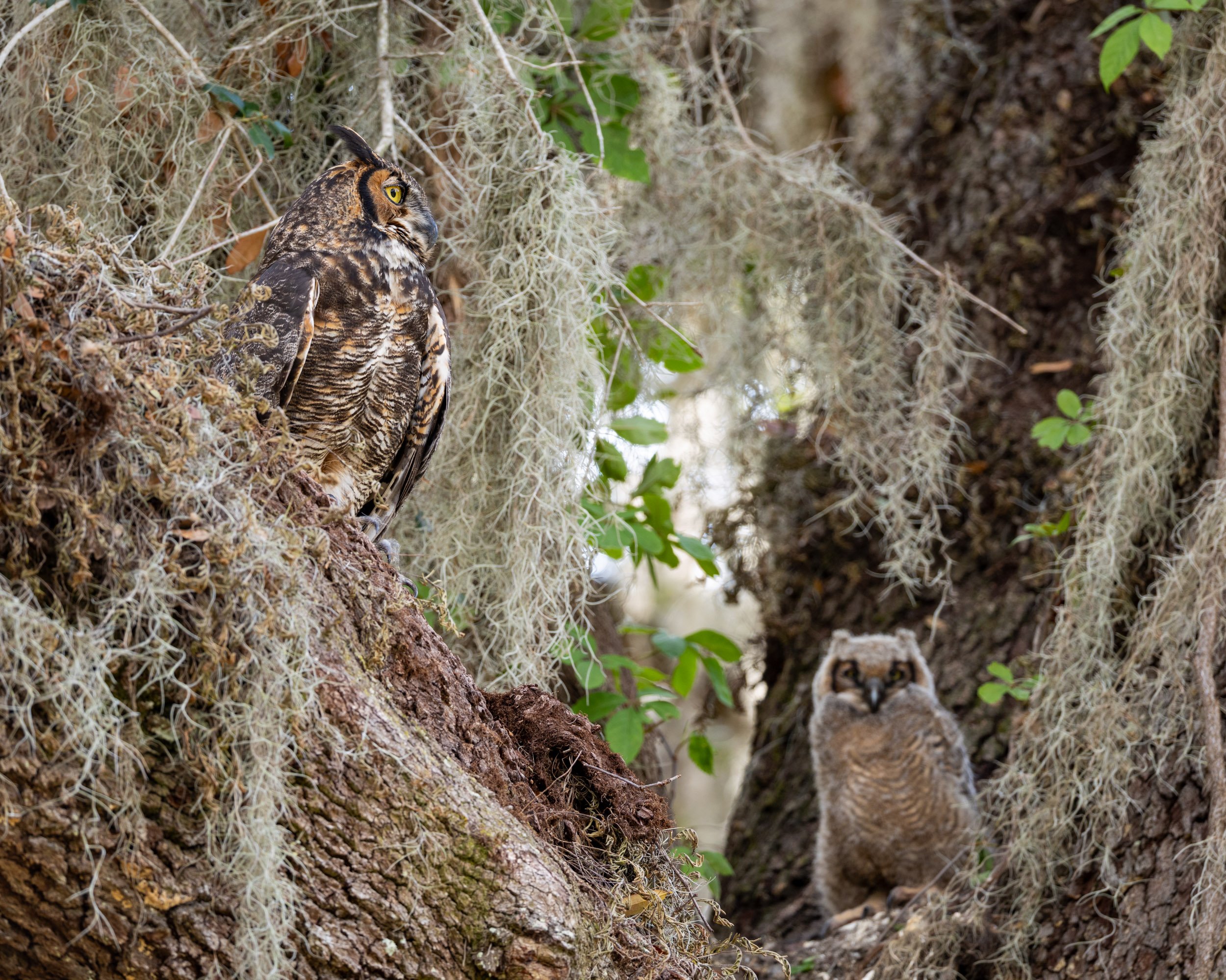 great-horned-owl-family-nesting-spanish-moss.jpg
