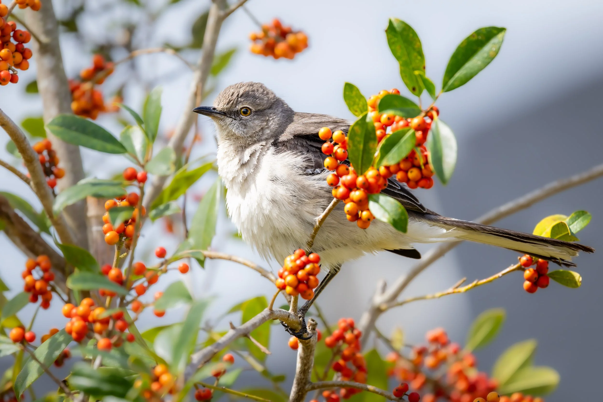 northern-mockingbird-perched-orange-berries.jpg