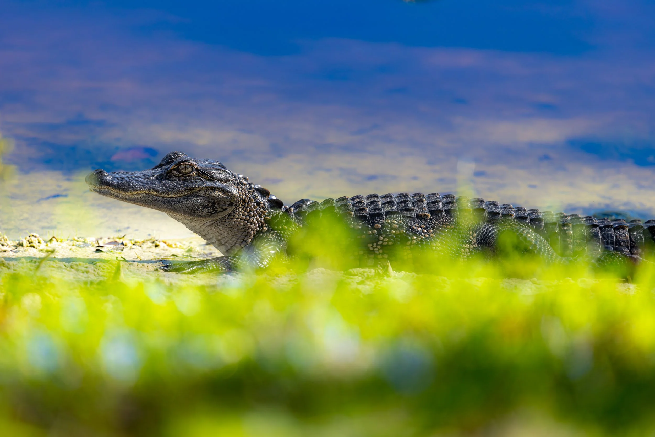 An American Alligator sunning on a bank with its head and back visible by green vegetation in the foreground and blue water in the background.