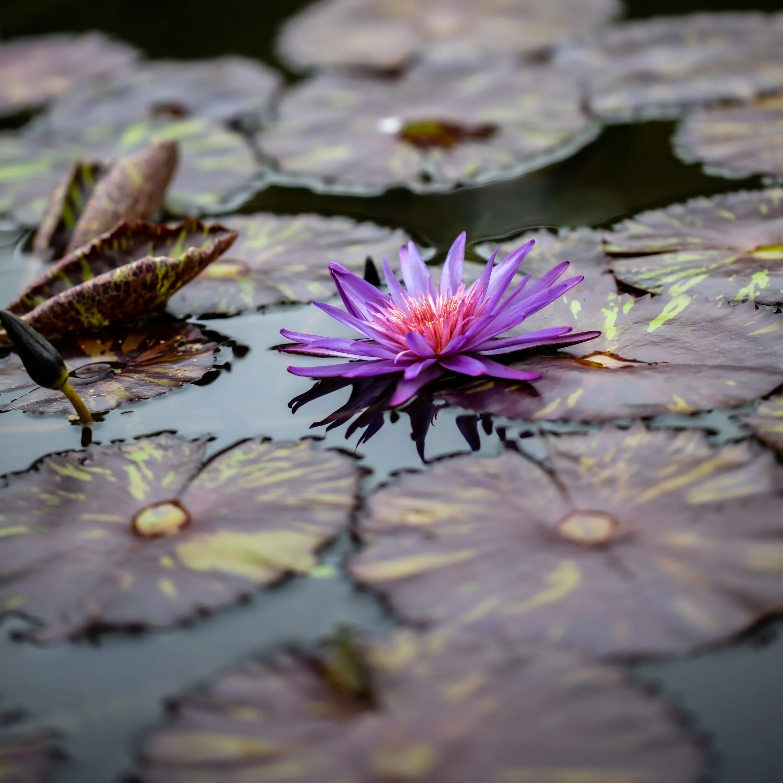 purple-water-lily-lily-pads-pond-macro.jpg