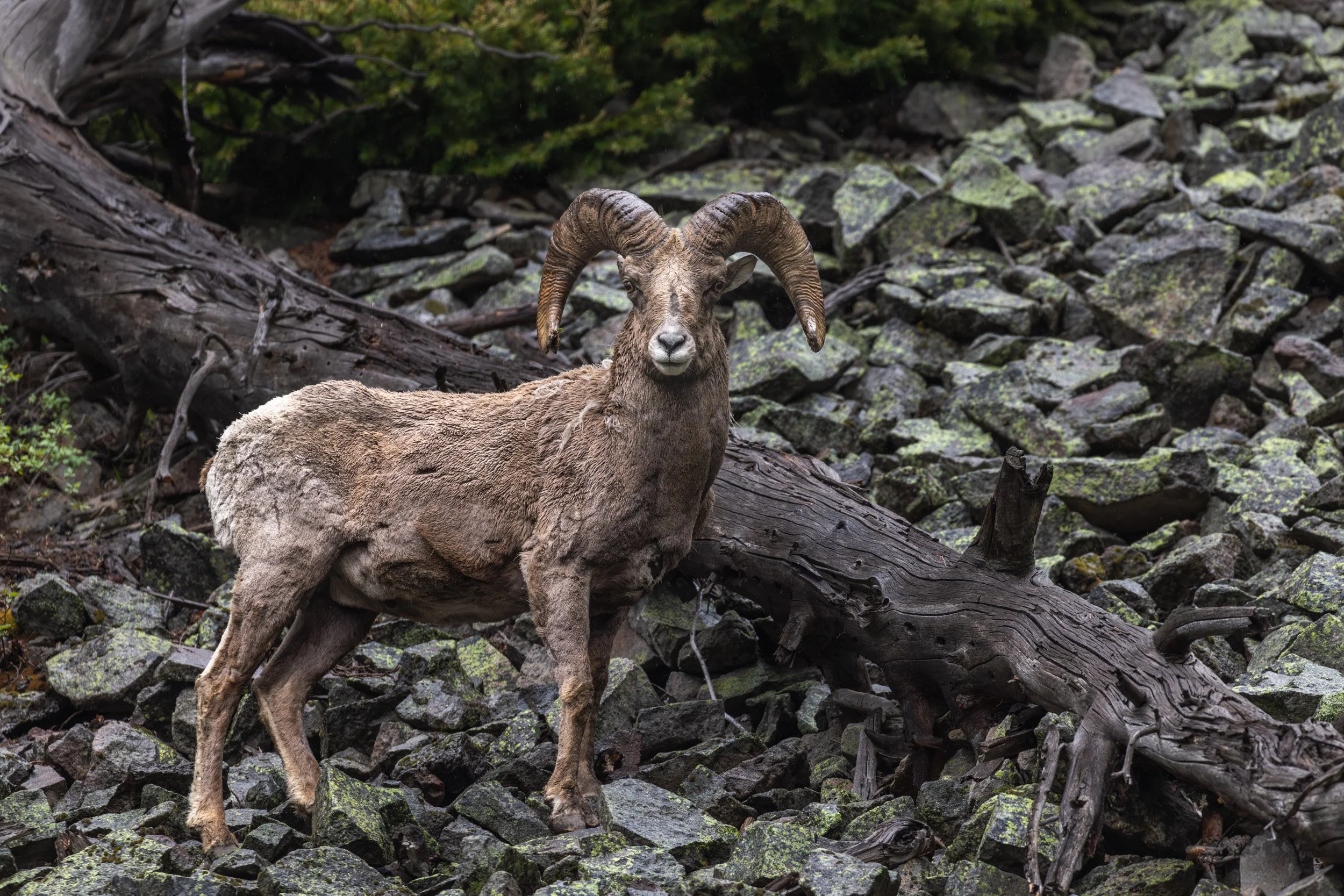 A side-view profile of a bighorn sheep standing on a steep, rocky, and scree-covered mountainside.