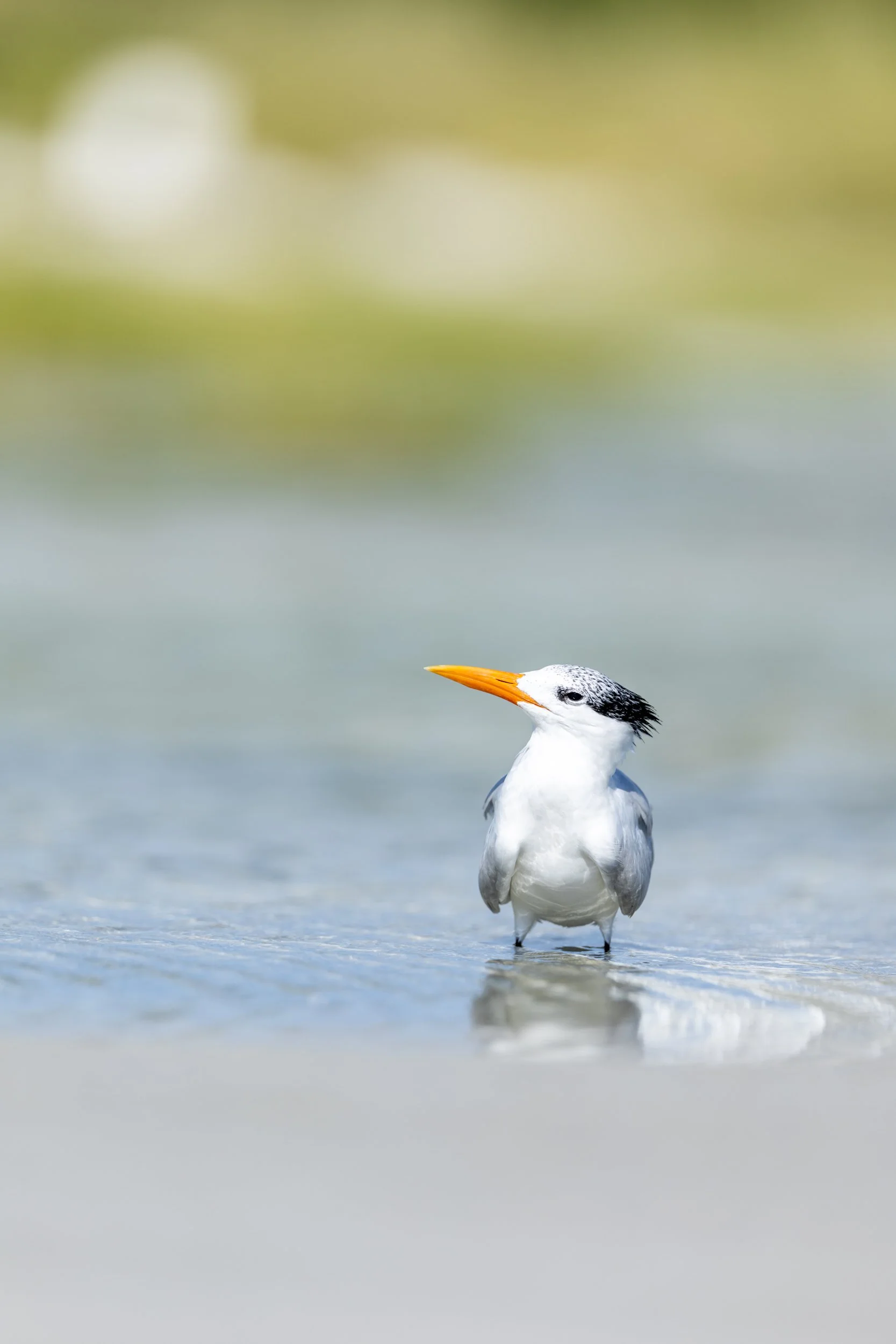 A single royal tern standing alert in shallow, reflective coastal water along the Florida Gulf Coast.