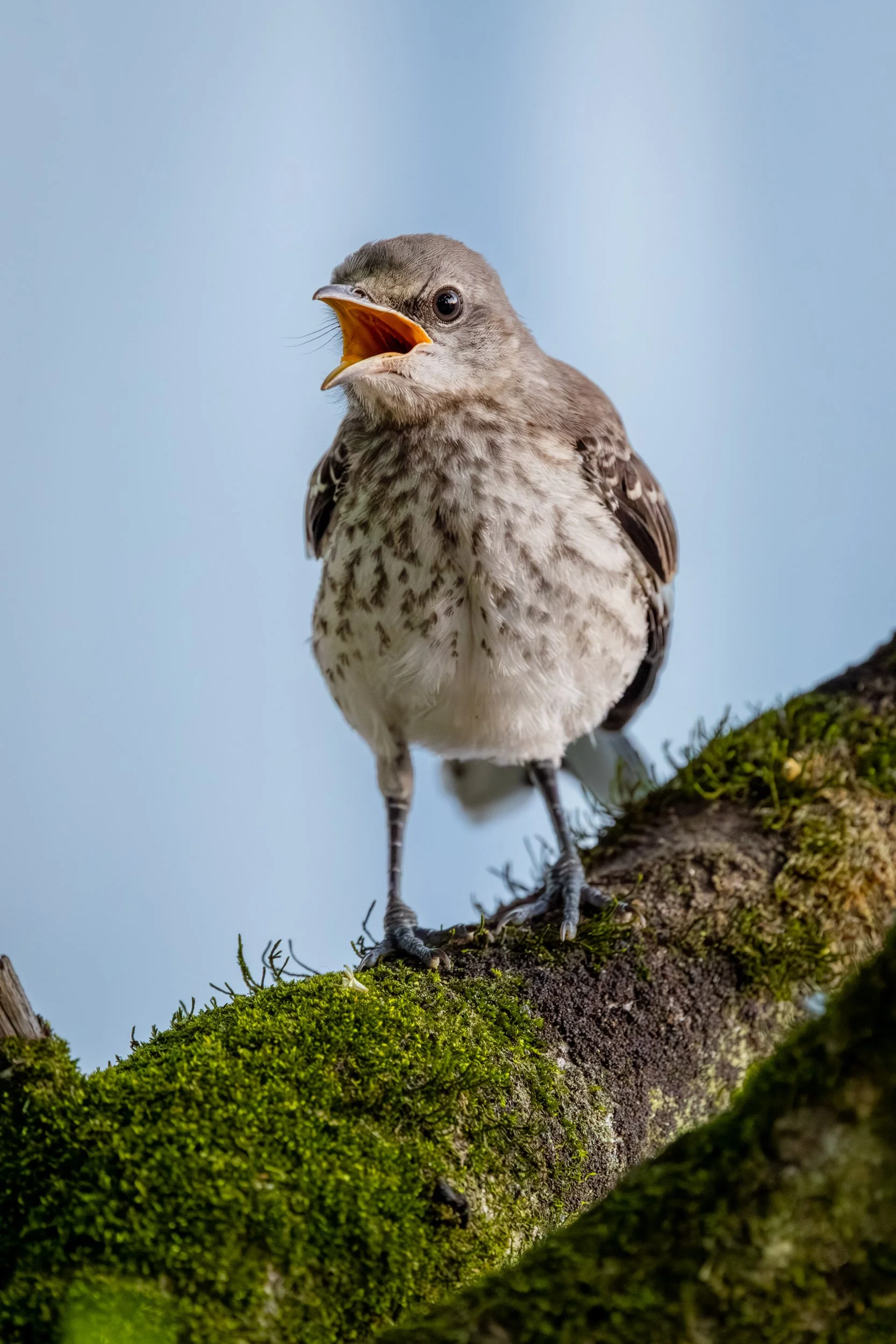 juvenile-mockingbird-calling-mossy-branch-forest.jpg