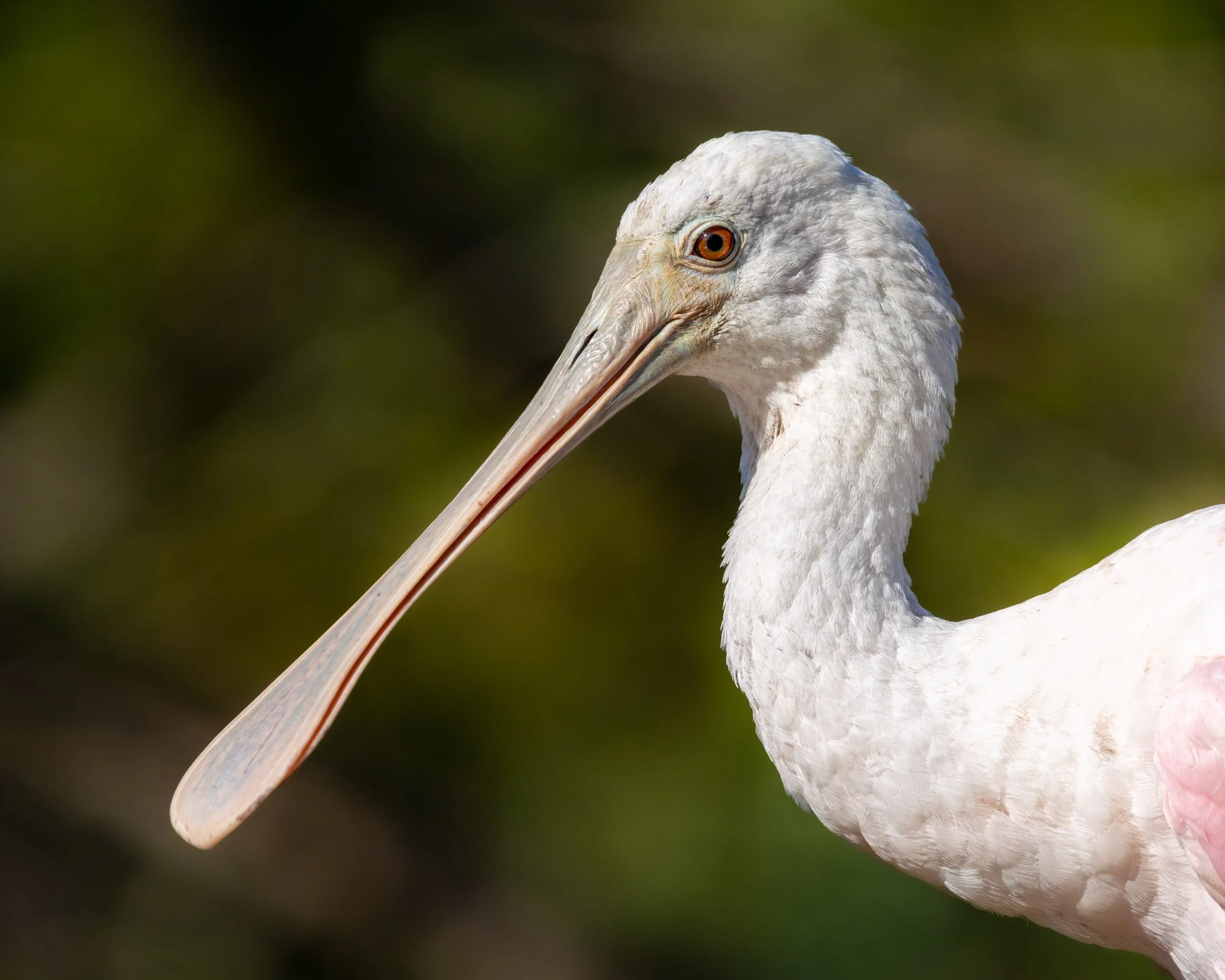 roseate-spoonbill-portrait-soft-green-background.jpg