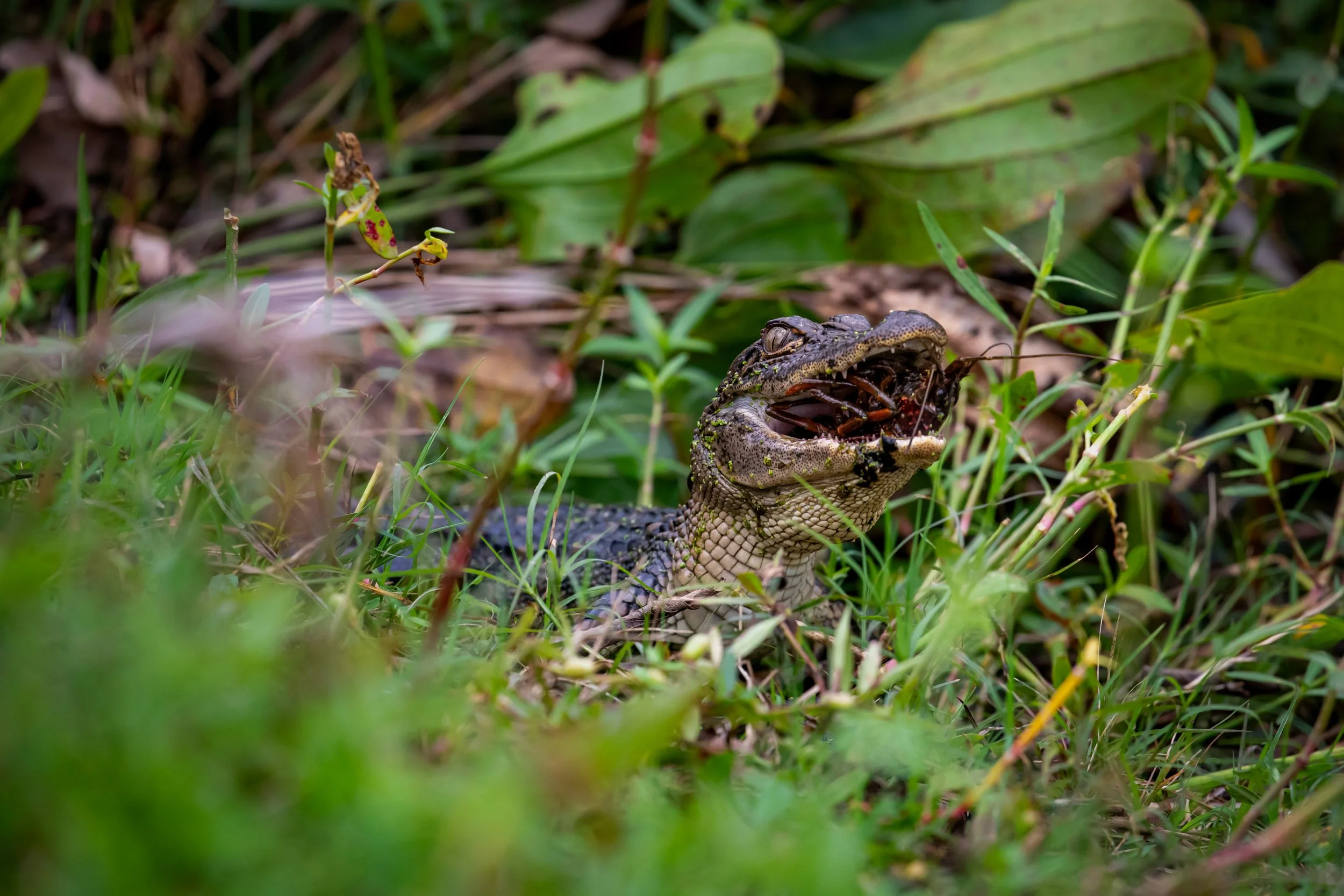 baby-alligator-eating-crawfish-marsh-grass.jpg