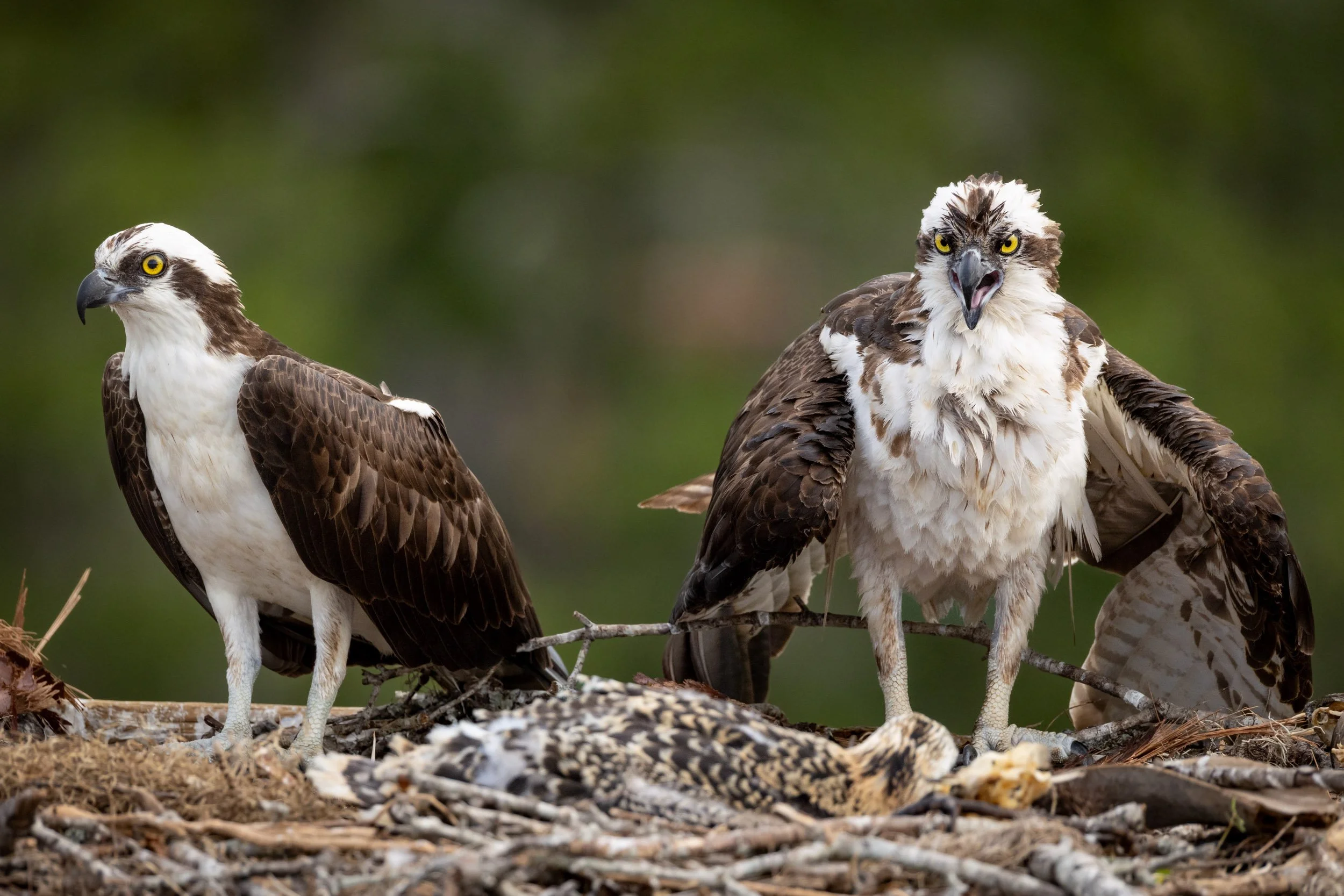 Two ospreys and a chick on a nest with a fish, one with wings slightly spread and the other with an open beak, against a blurred green background.