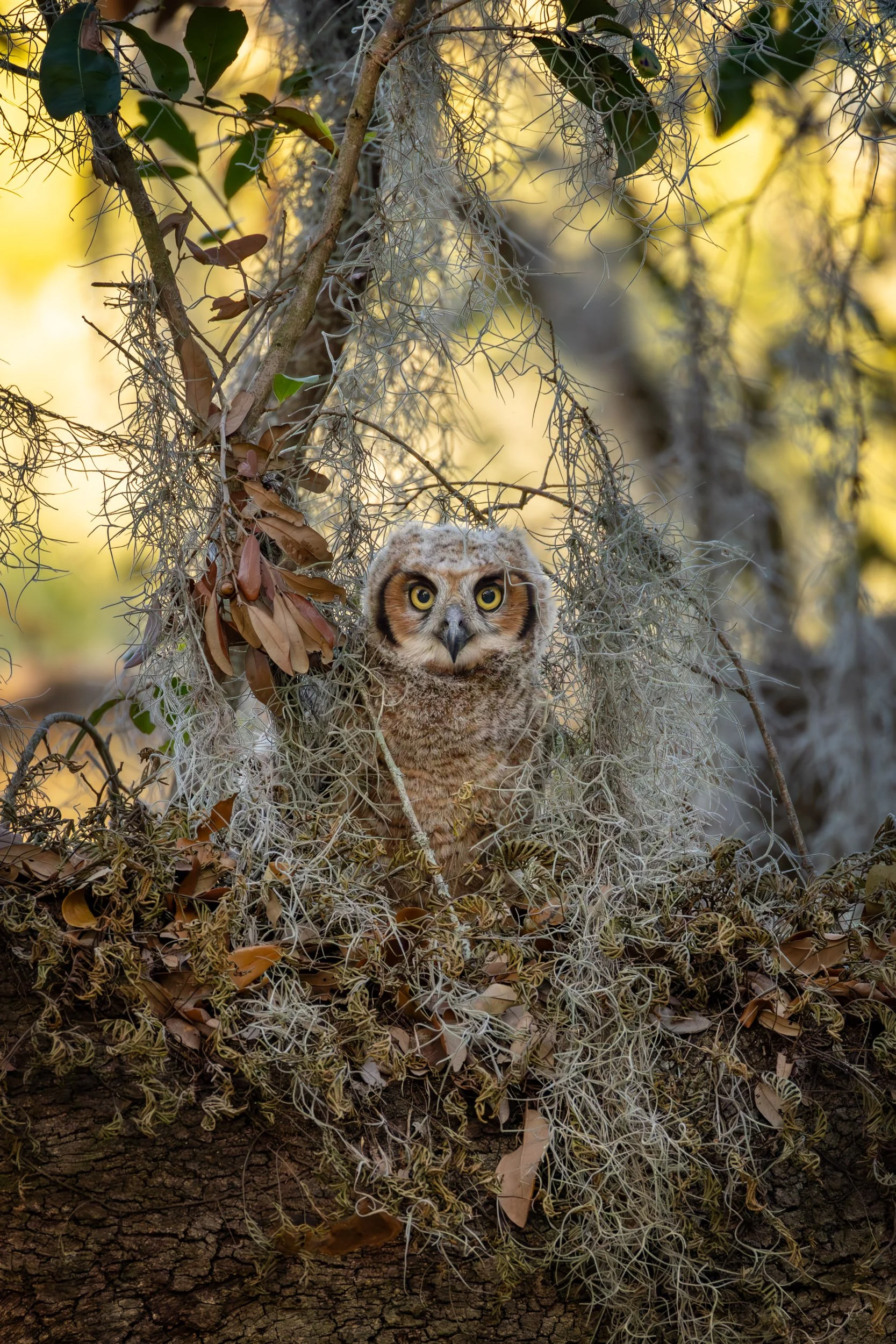 great-horned-owlet-spanish-moss-florida-nature.jpg
