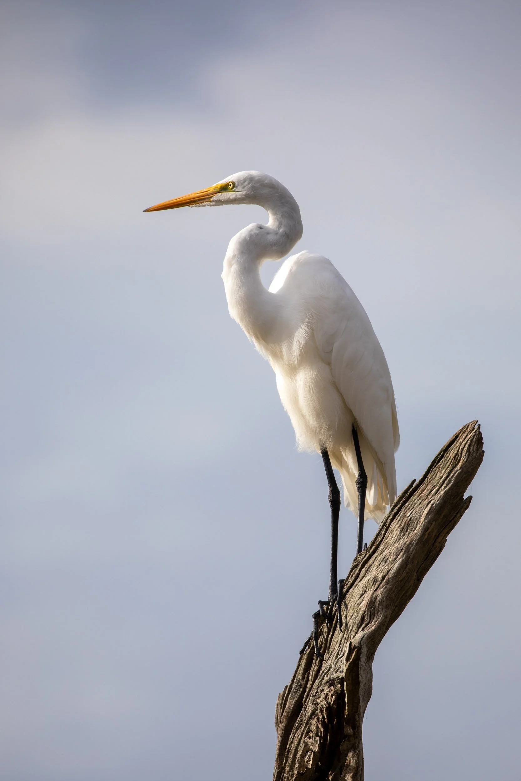 great-egret-perched-dead-tree-branch-florida.jpg