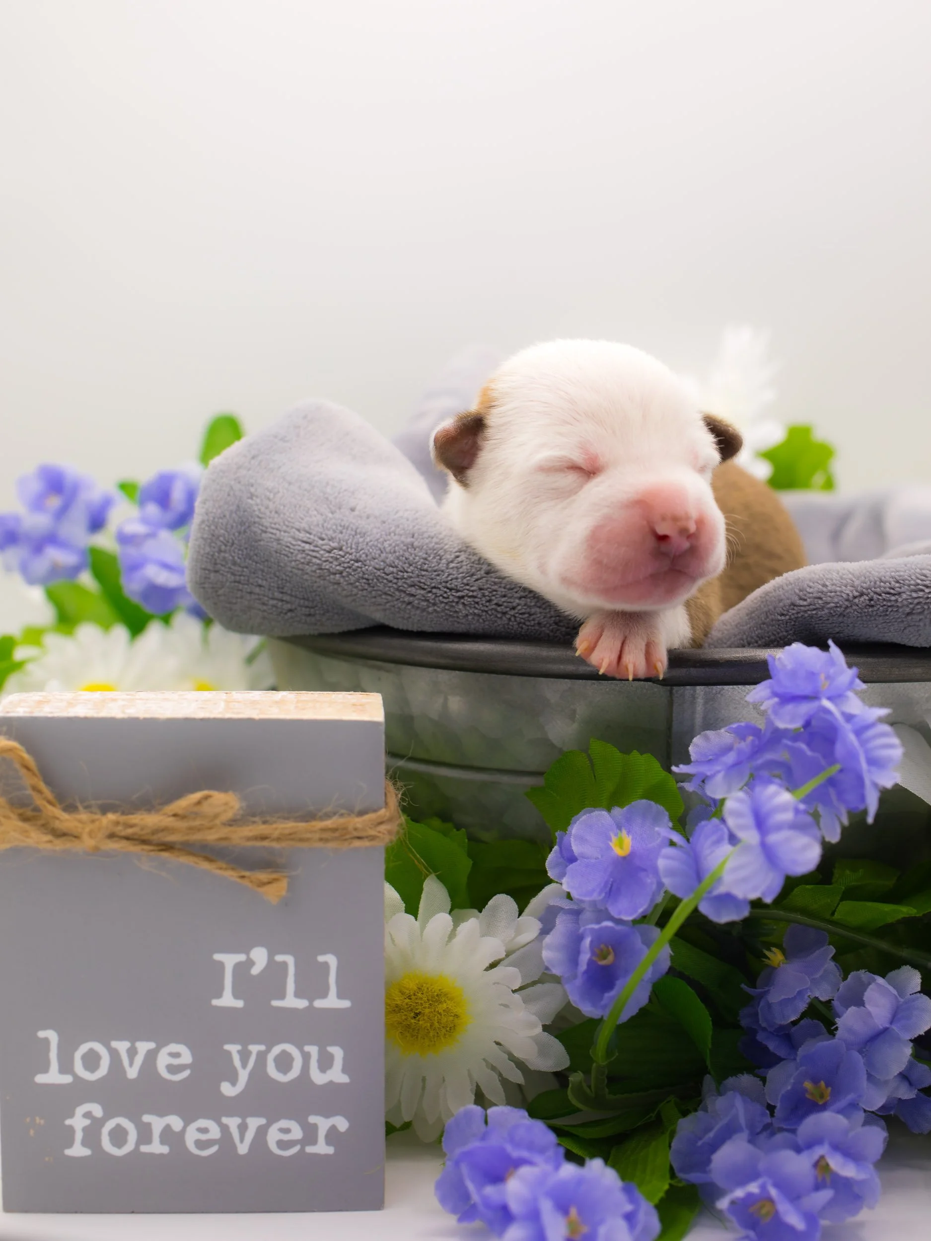 newborn-rescue-puppy-sleeping-purple-flowers-basket.jpg