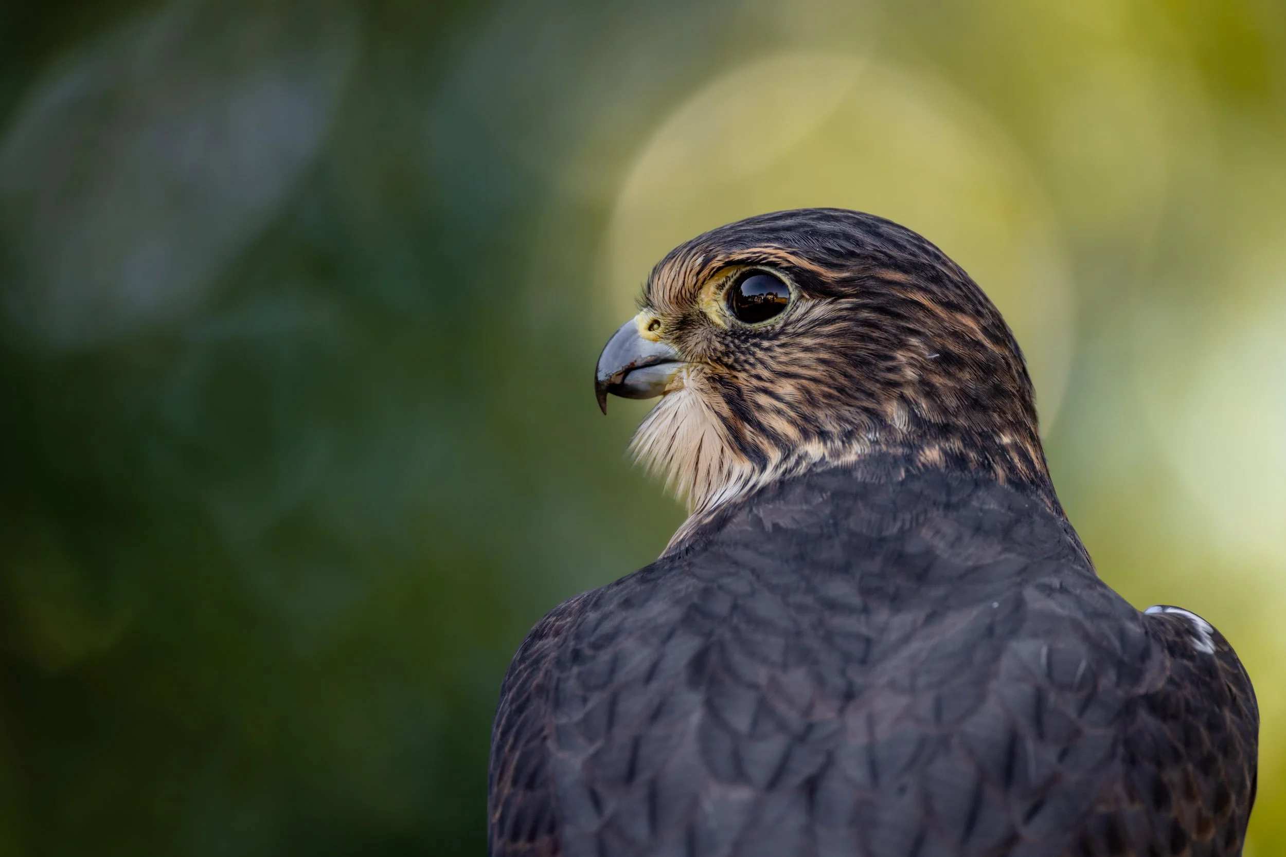 merlin-falcon-perched-looking-back-bokeh.jpg