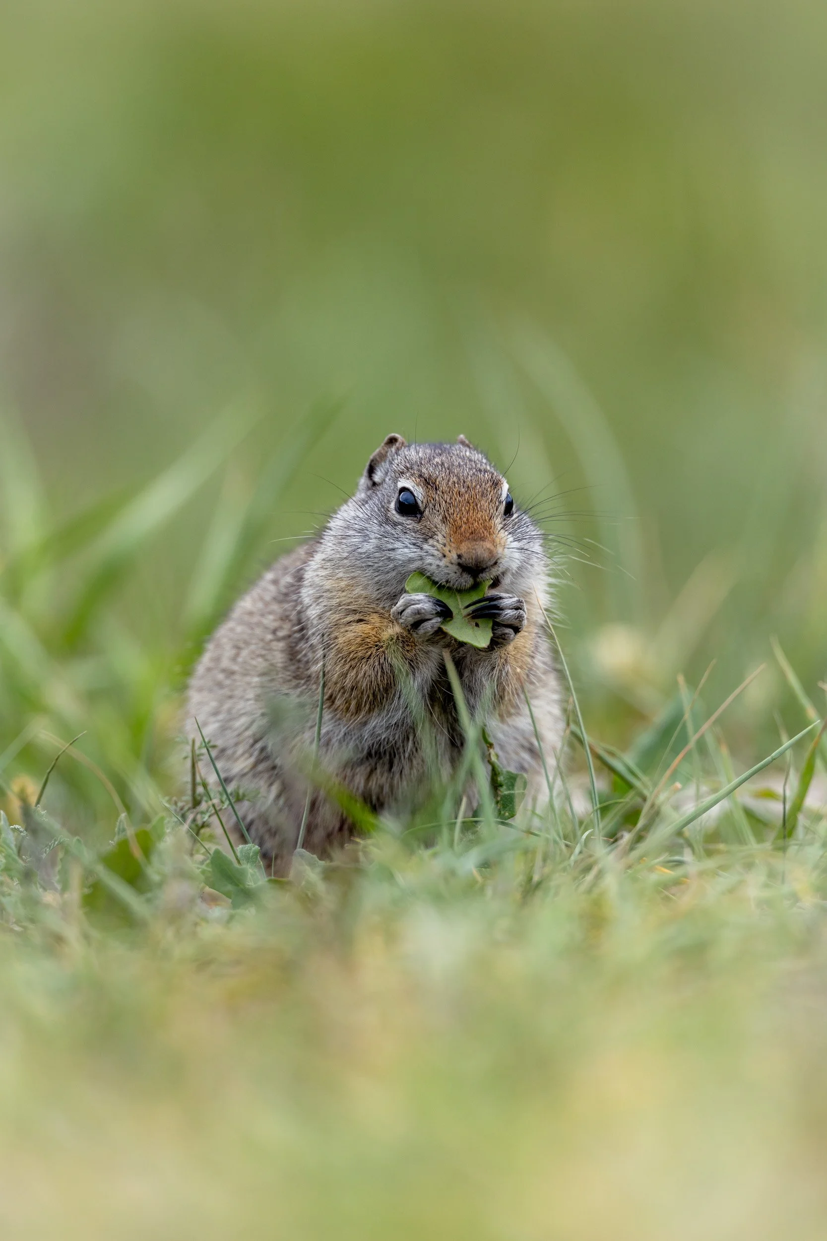A close-up, vertical shot of a small ground squirrel sitting upright in tall green grass, nibbling on a plant stem.