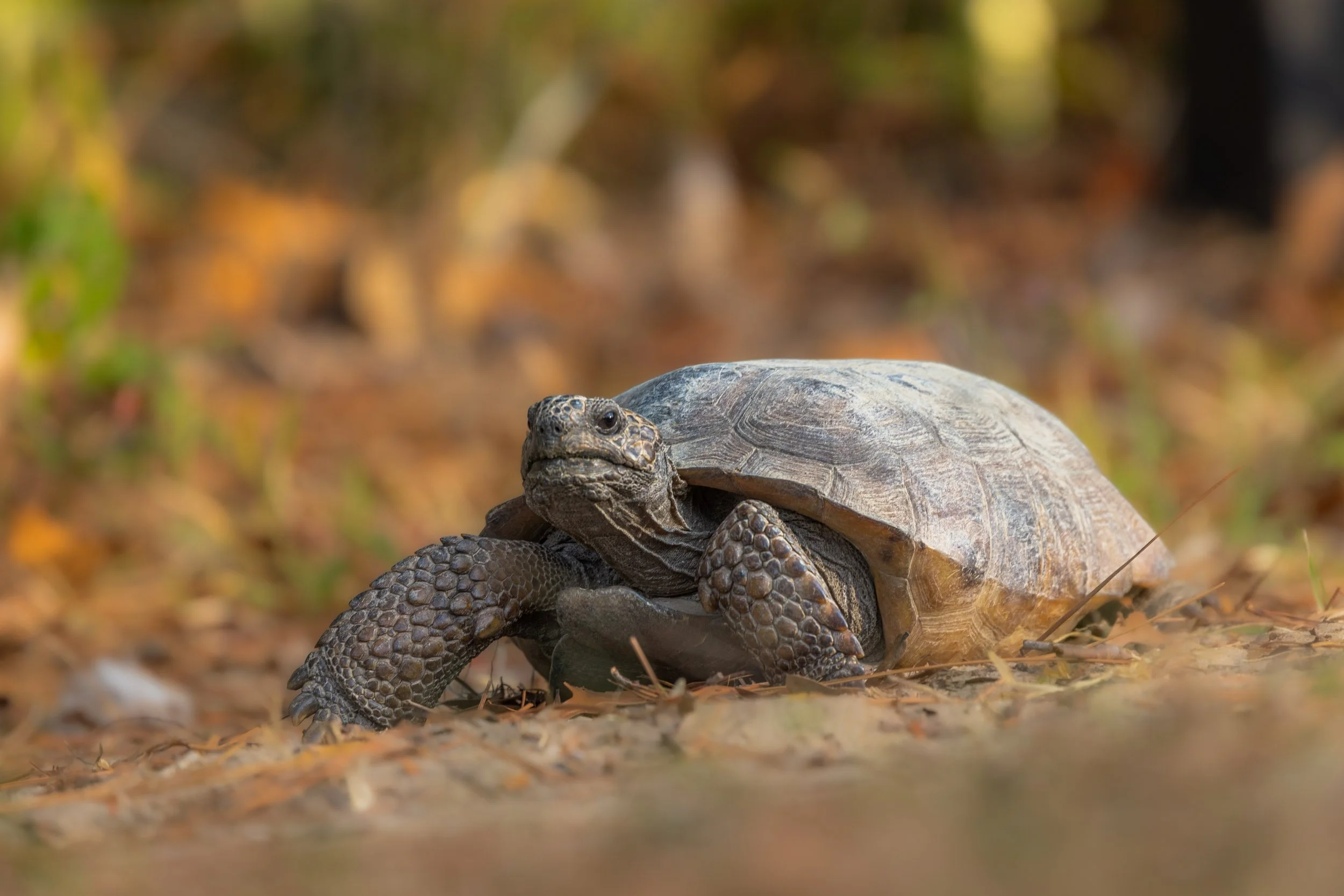 gopher-tortoise-walking-florida-sand-habitat.jpg