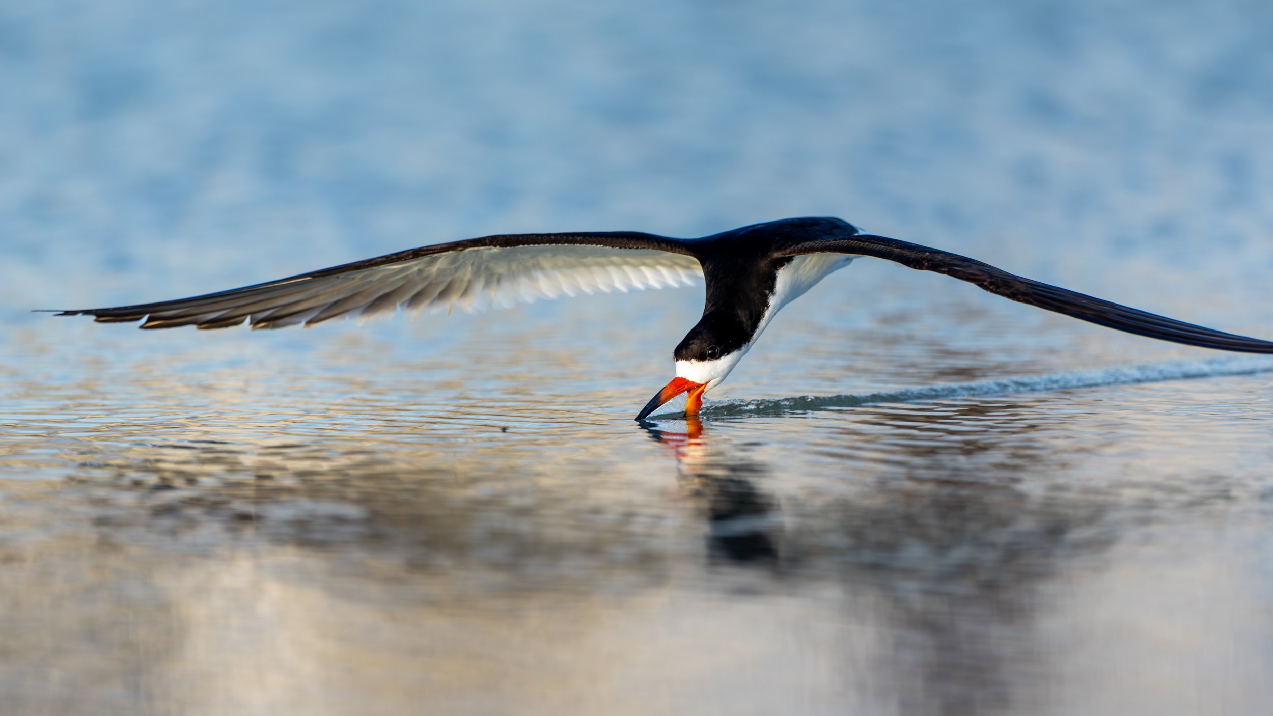 A Black Skimmer flying above the water's surface, its lower mandible cutting through calm Sarasota coastal water.