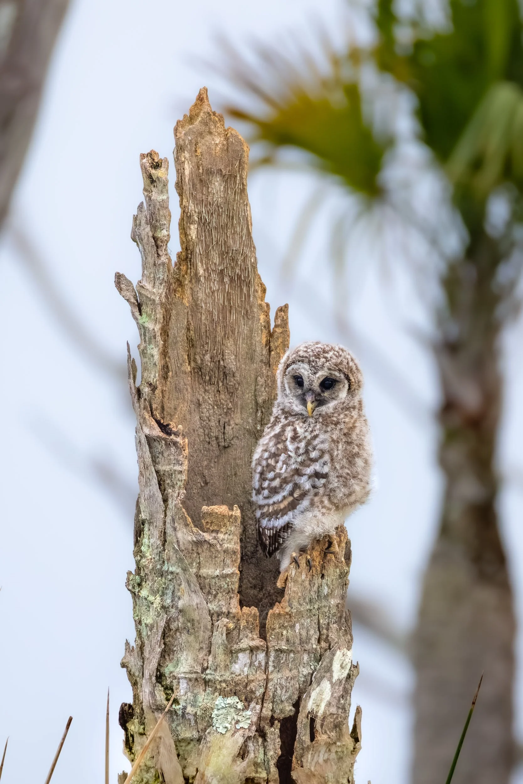barred-owl-fledgling-tree-hollow.jpg