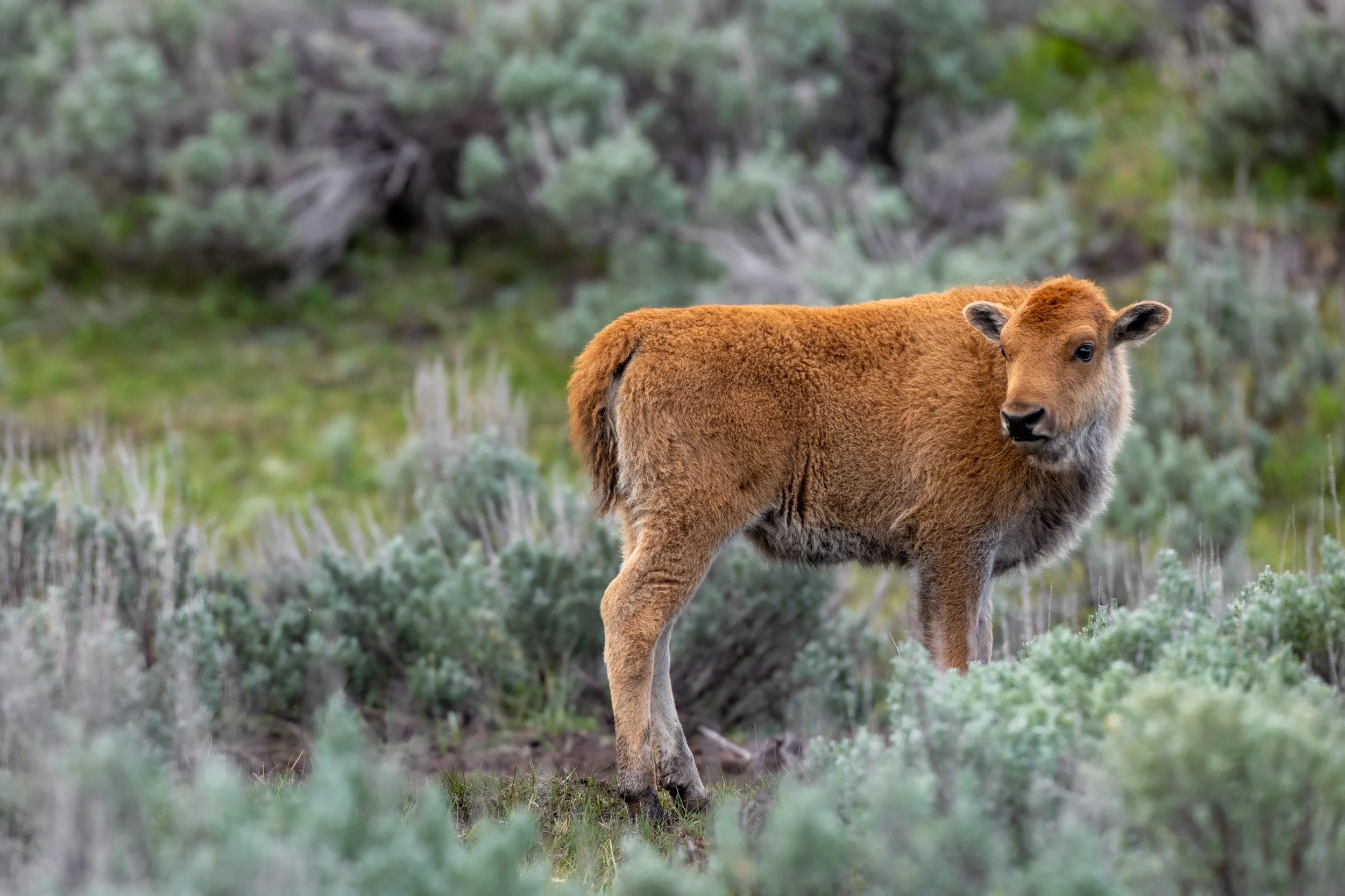 A young, reddish-brown bison calf standing alone in a field of green sagebrush.