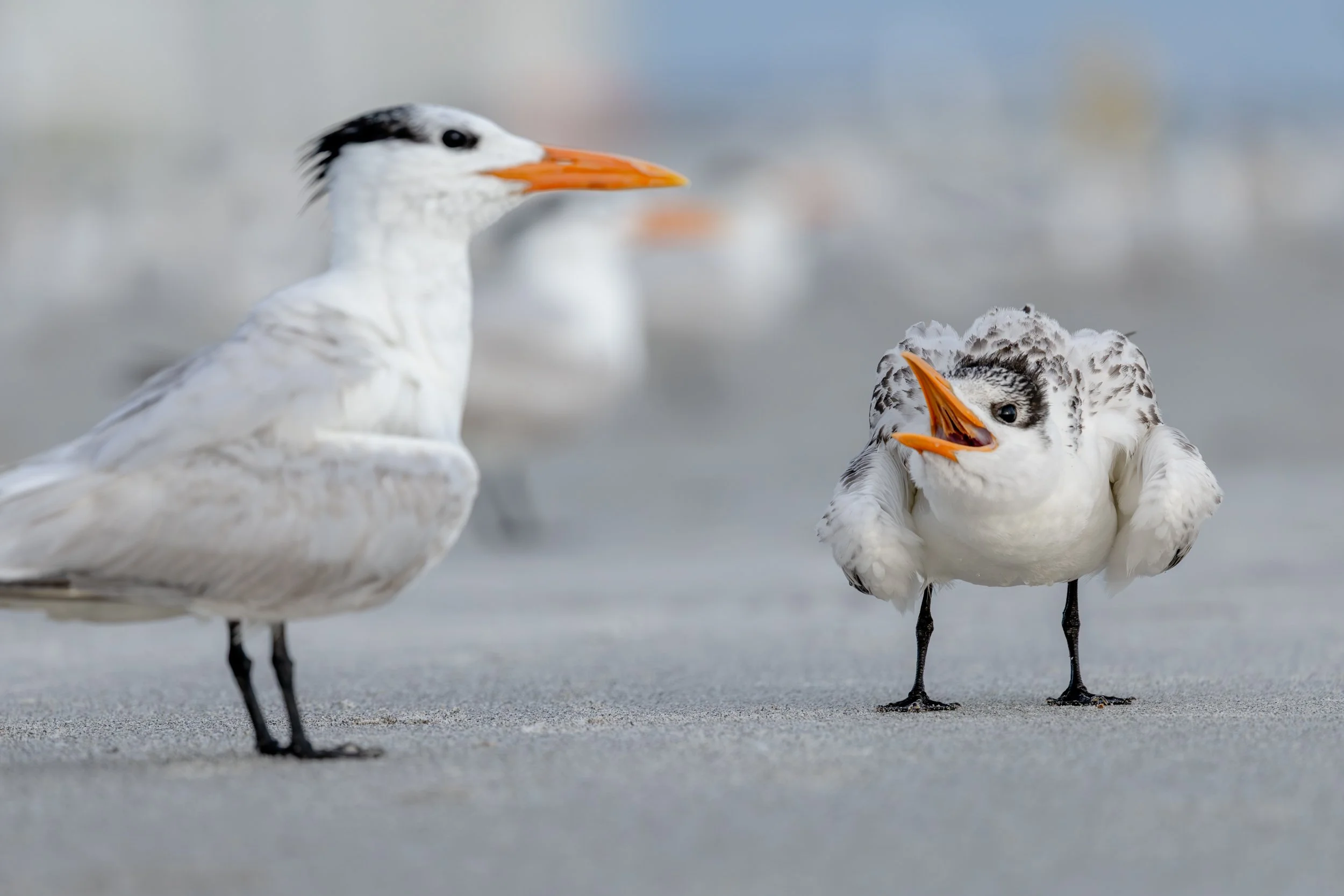 An royal adult tern standing near a fluffy chick along the sandy shoreline.