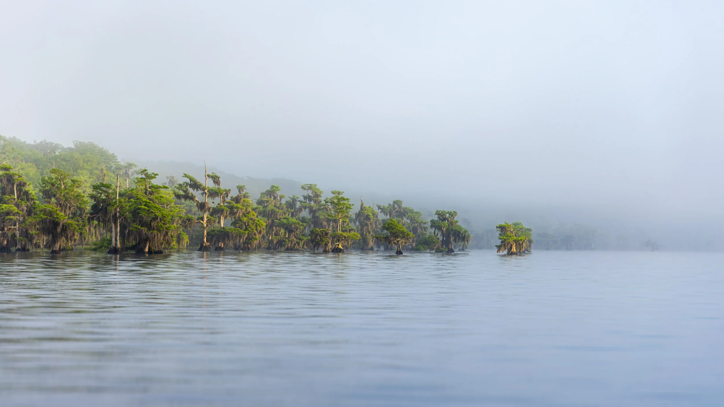 misty-morning-wetlands-florida-nature-photography.jpg