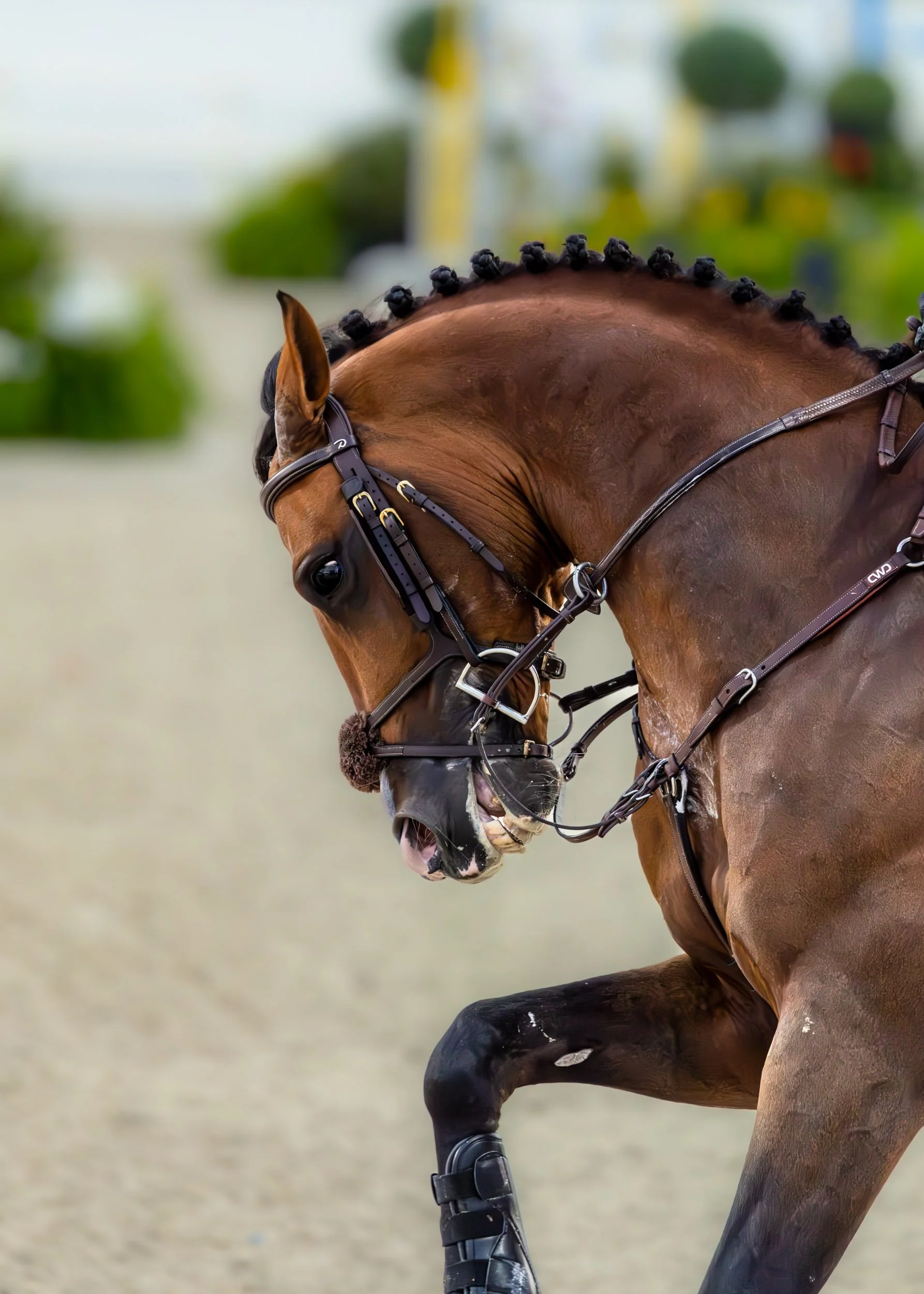 bay-horse-eventing-competition-close-up-florida-wec.jpg