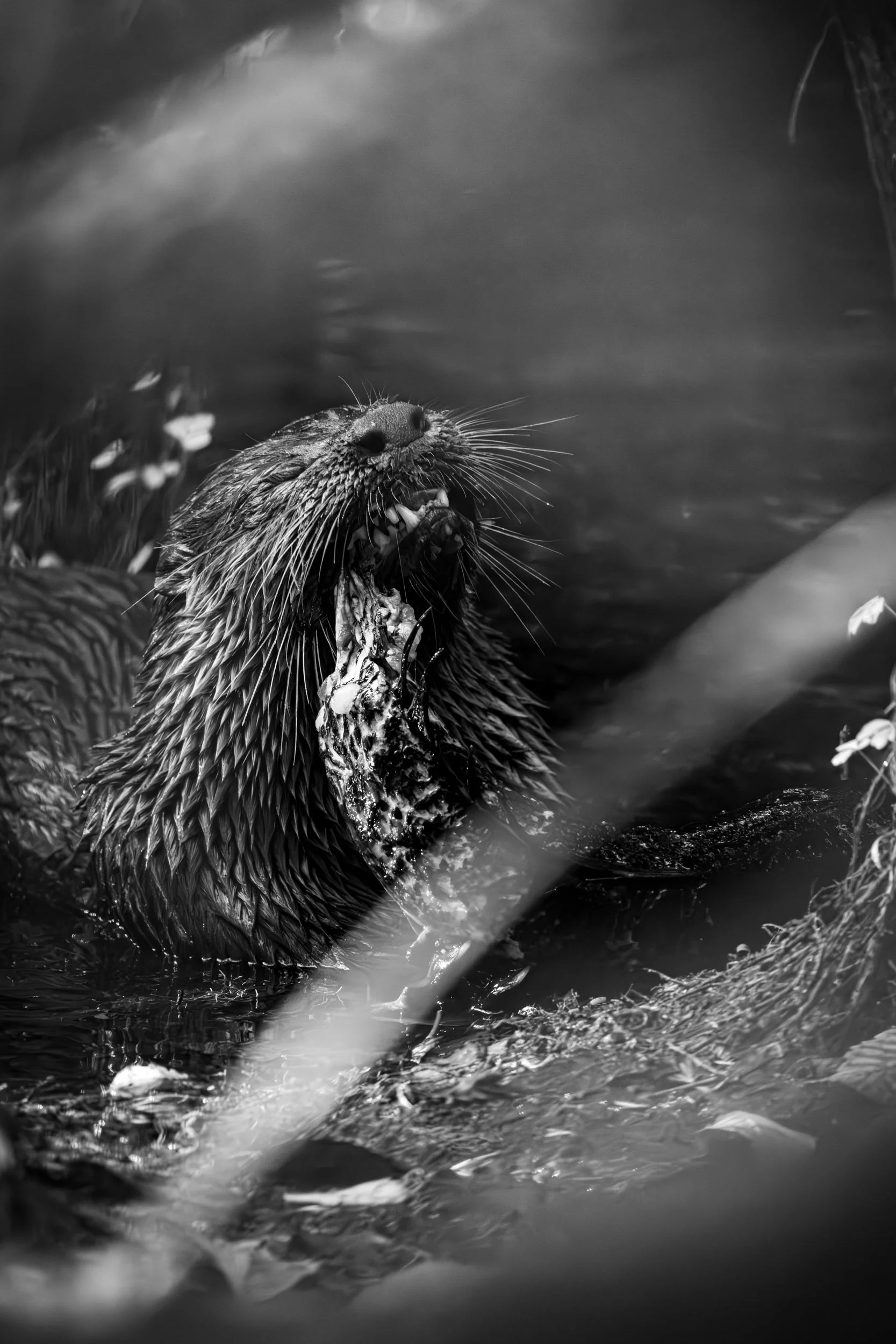 north-american-river-otter-eating-black-and-white-water-florida.jpg