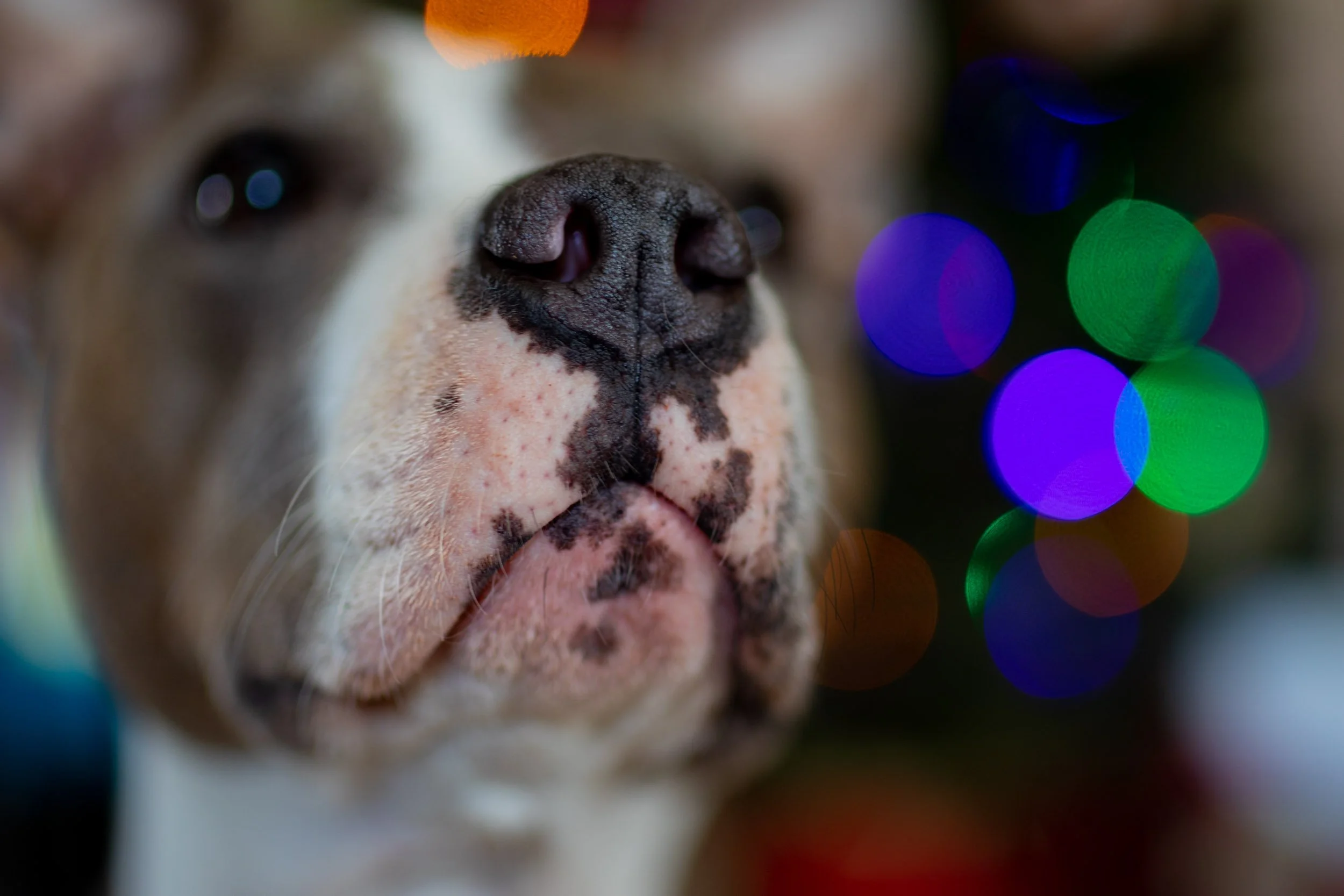 pit-bull-dog-nose-close-up-holiday-lights.jpg