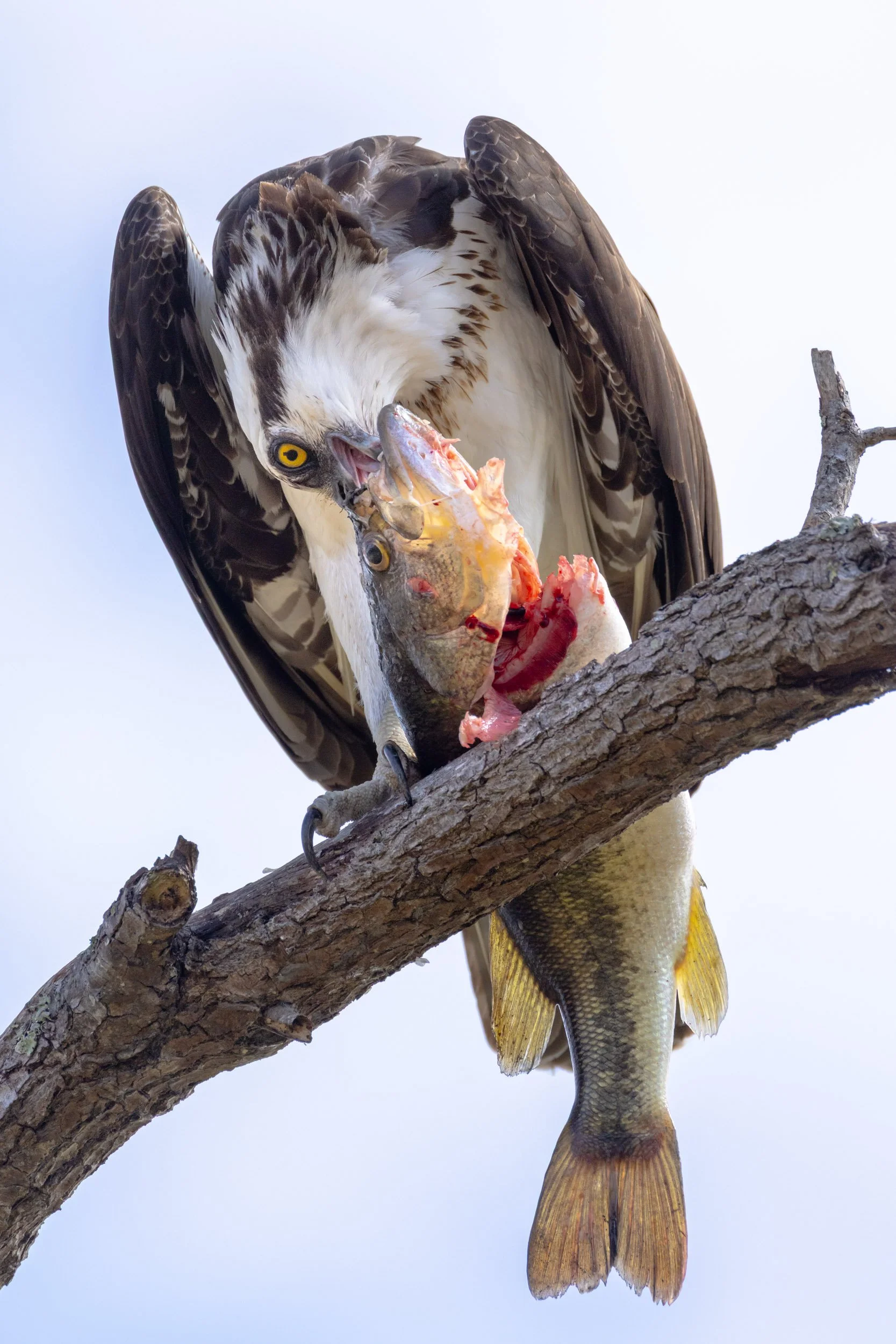 osprey-feeding-on-largemouth-bass-florida-wildlife.jpg
