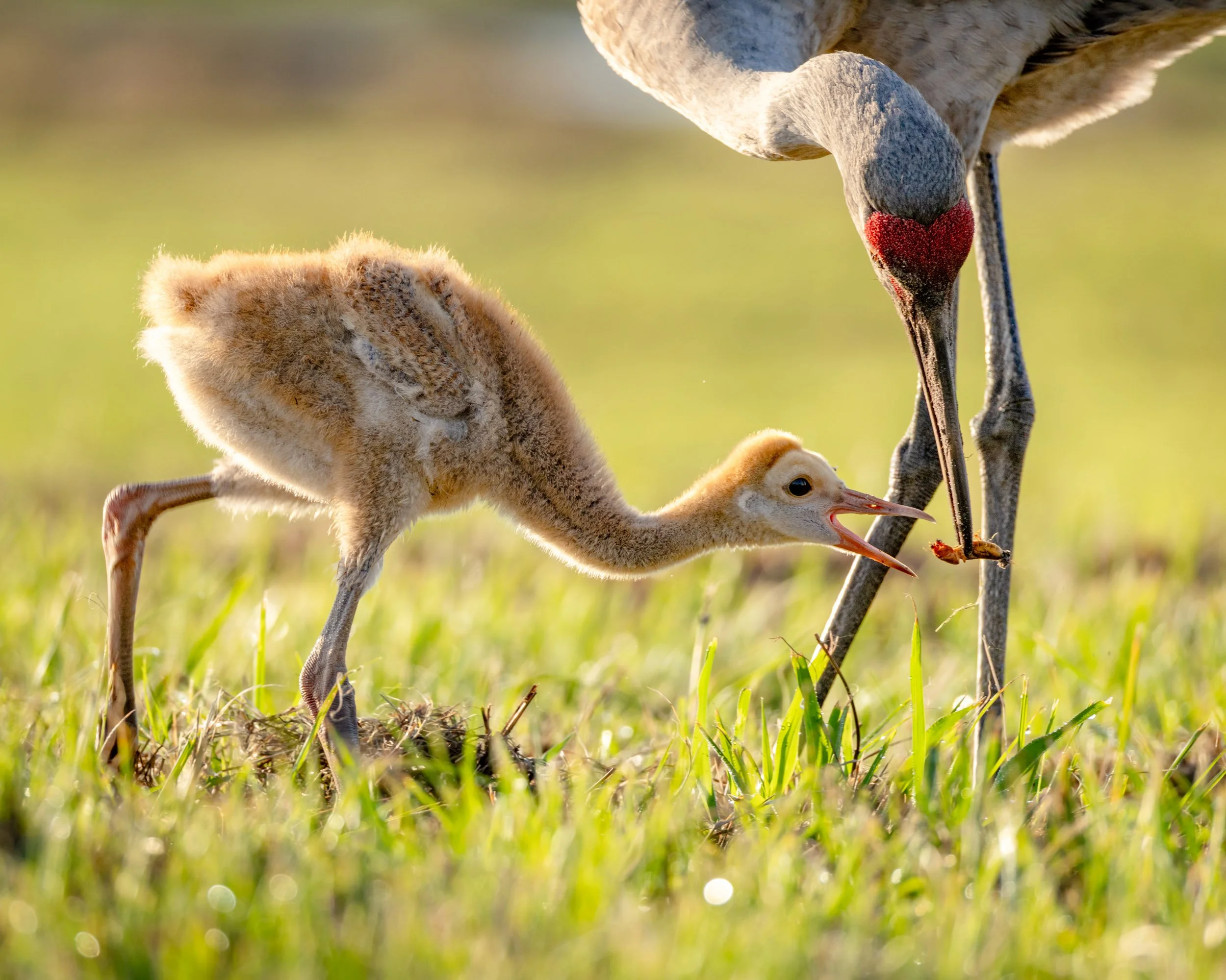 sandhill-crane-colt-feeding-nature-photography.jpg