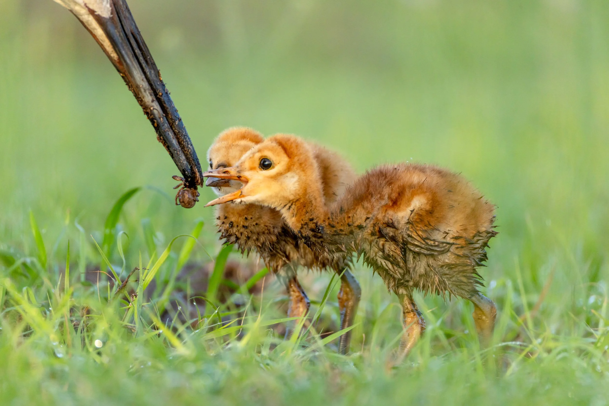 sandhill-crane-twin-colts-feeding-spider-florida.jpg