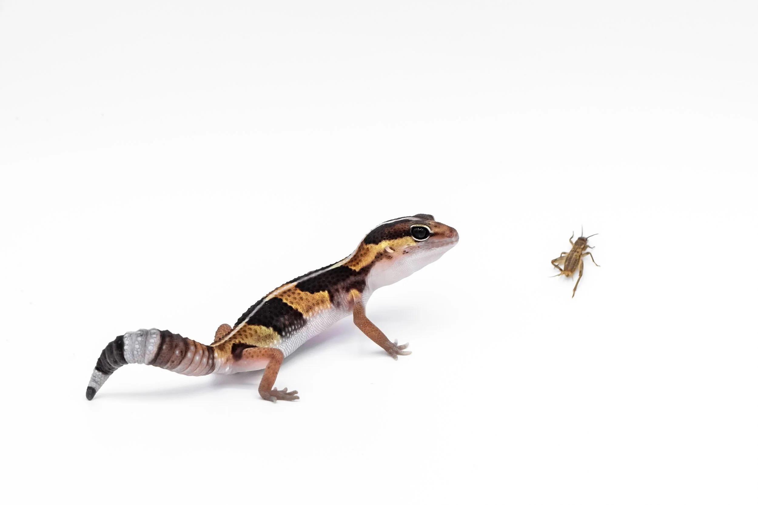 leopard-gecko-hunting-cricket-white-background.jpg