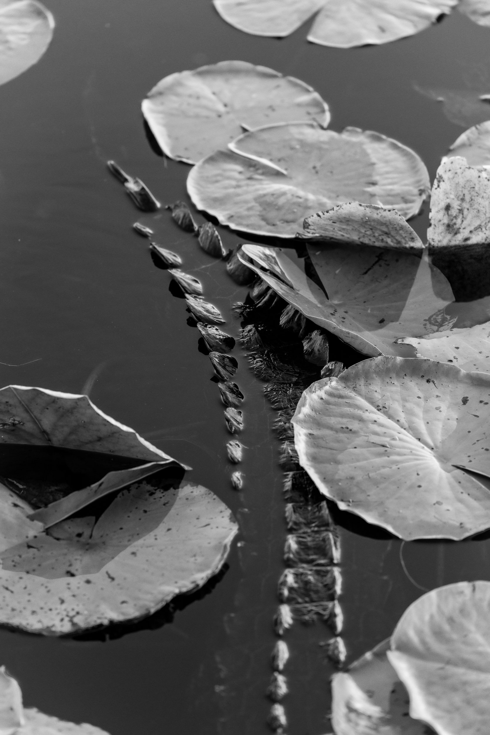alligator-swimming-lily-pads-black-white-fine-art.jpg