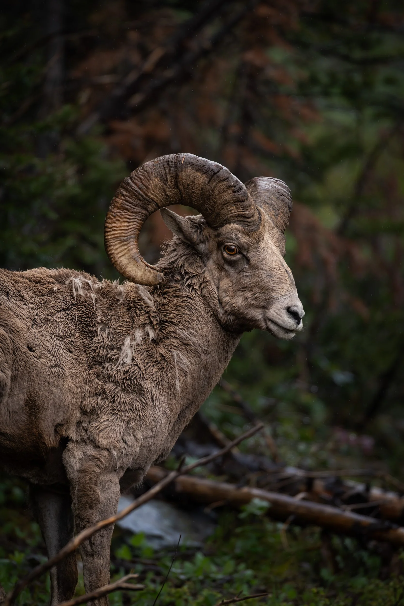 A tight, vertical profile portrait of a massive bighorn sheep ram showing its thick, curved horns against a dark forest background.