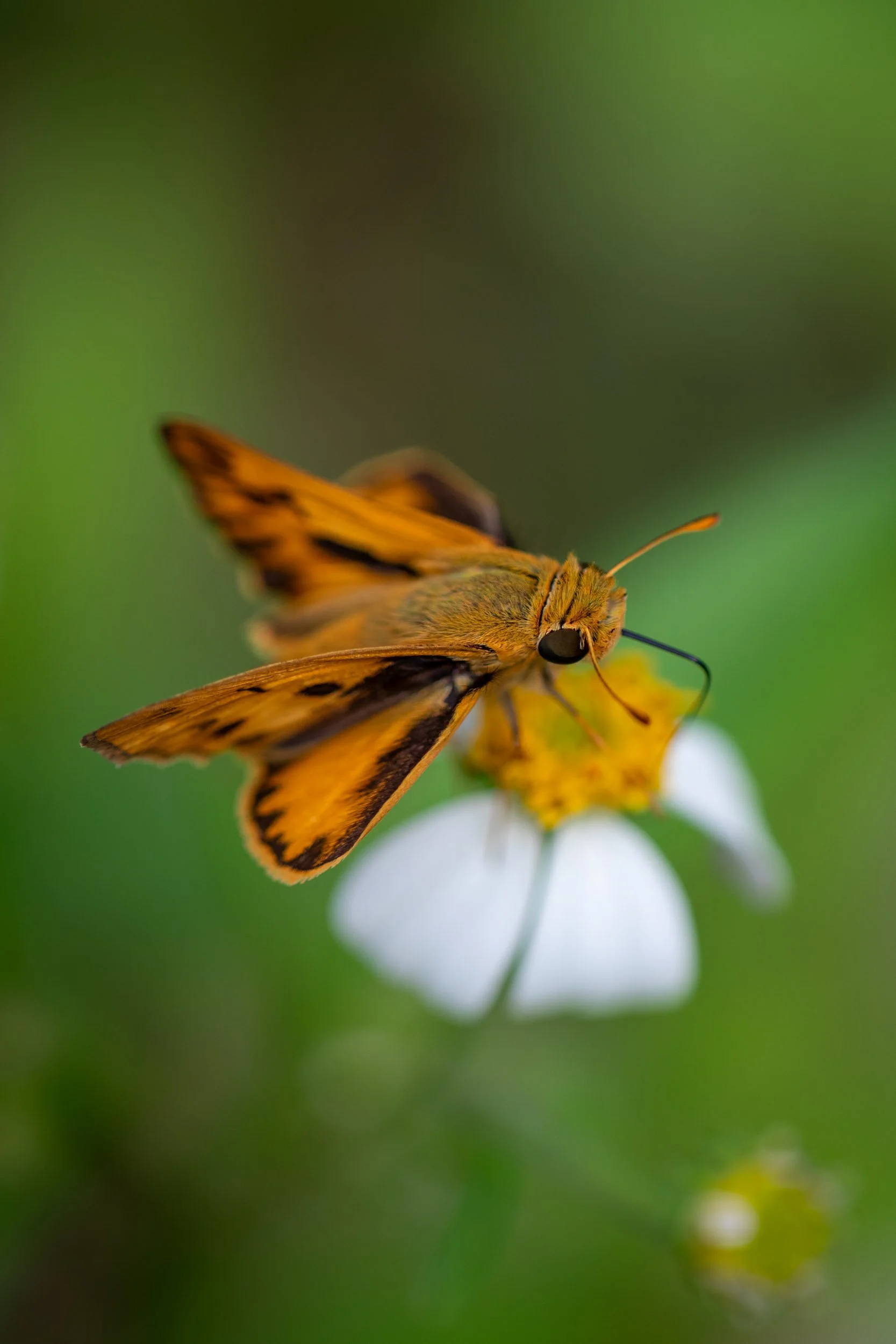 orange-skipper-butterfly-white-flower-bokeh.jpg