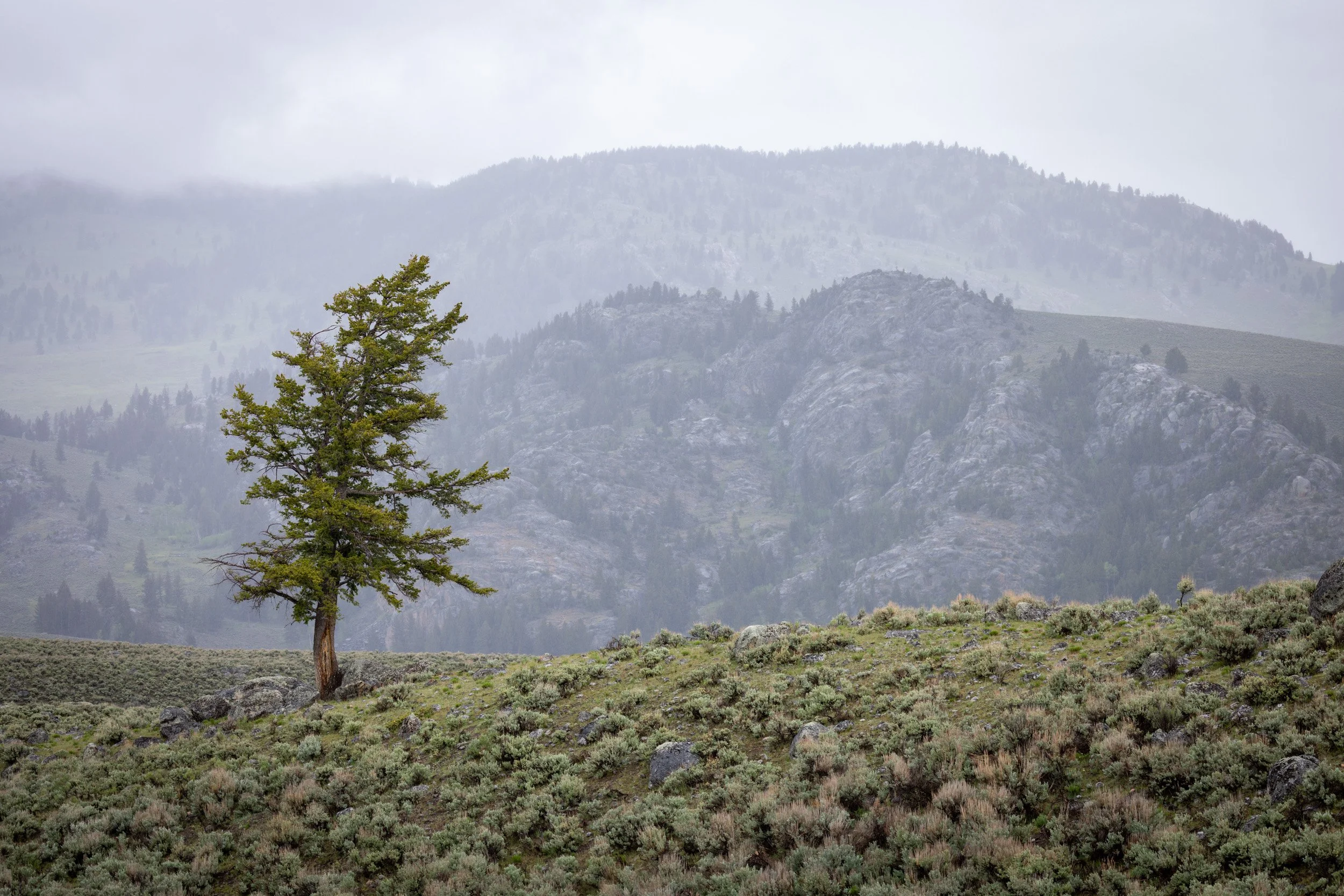 A wide landscape featuring a solitary pine tree on a grassy hill, with hazy, mist-covered layers of mountains in the background.