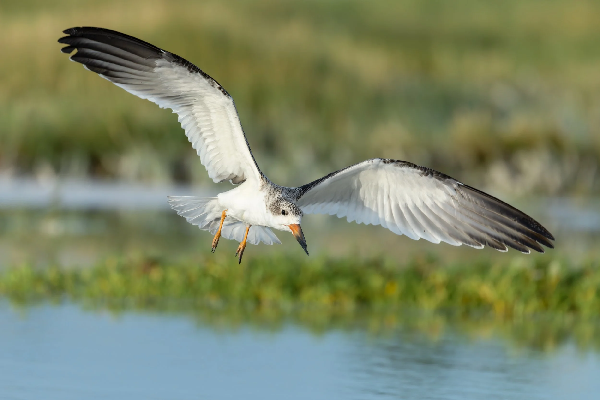 A juvenile skimmer catching the light as it lifts off from the edge of a beachside inlet.