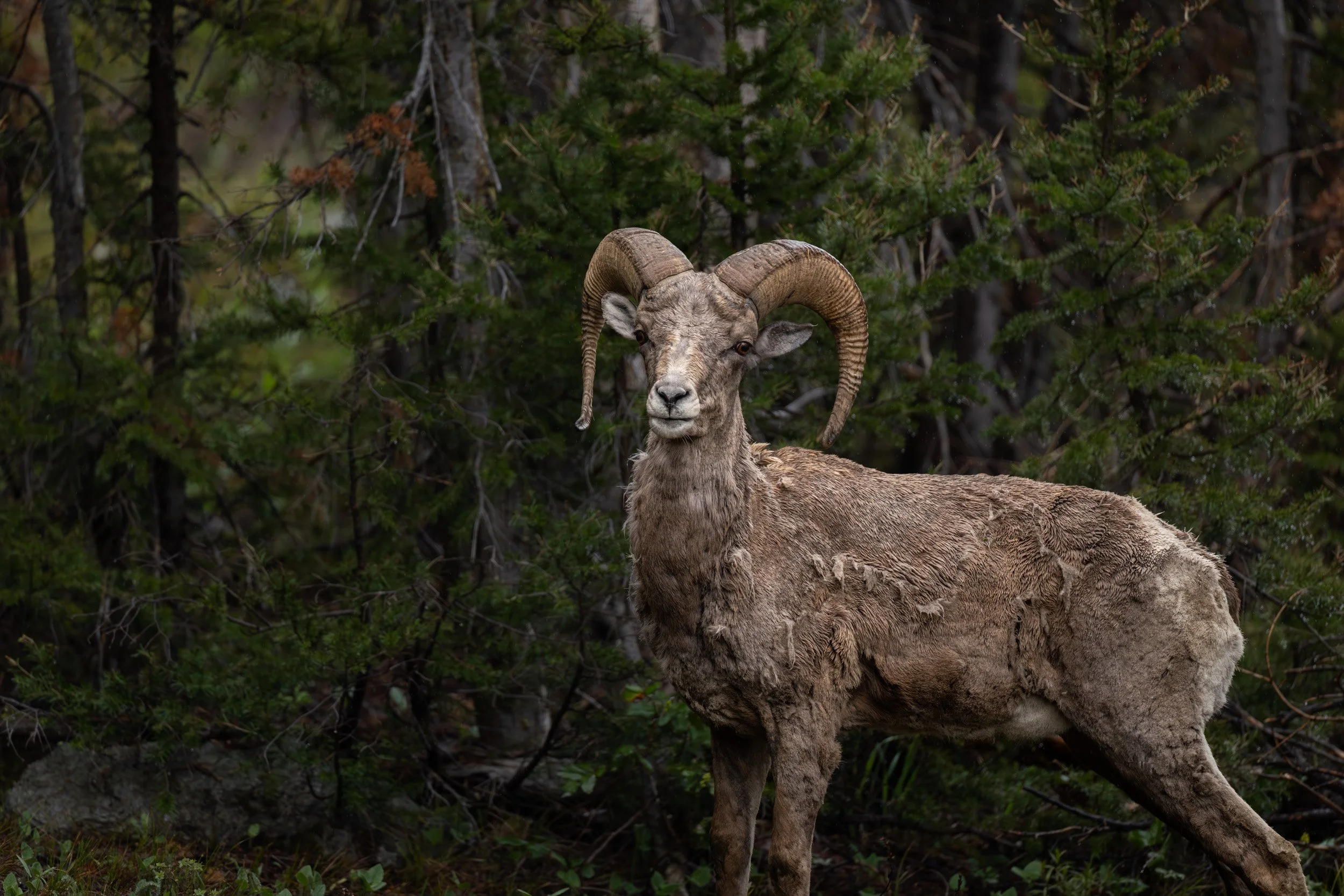A bighorn sheep ram standing alert in front of a dark, wooded background of pine trees.